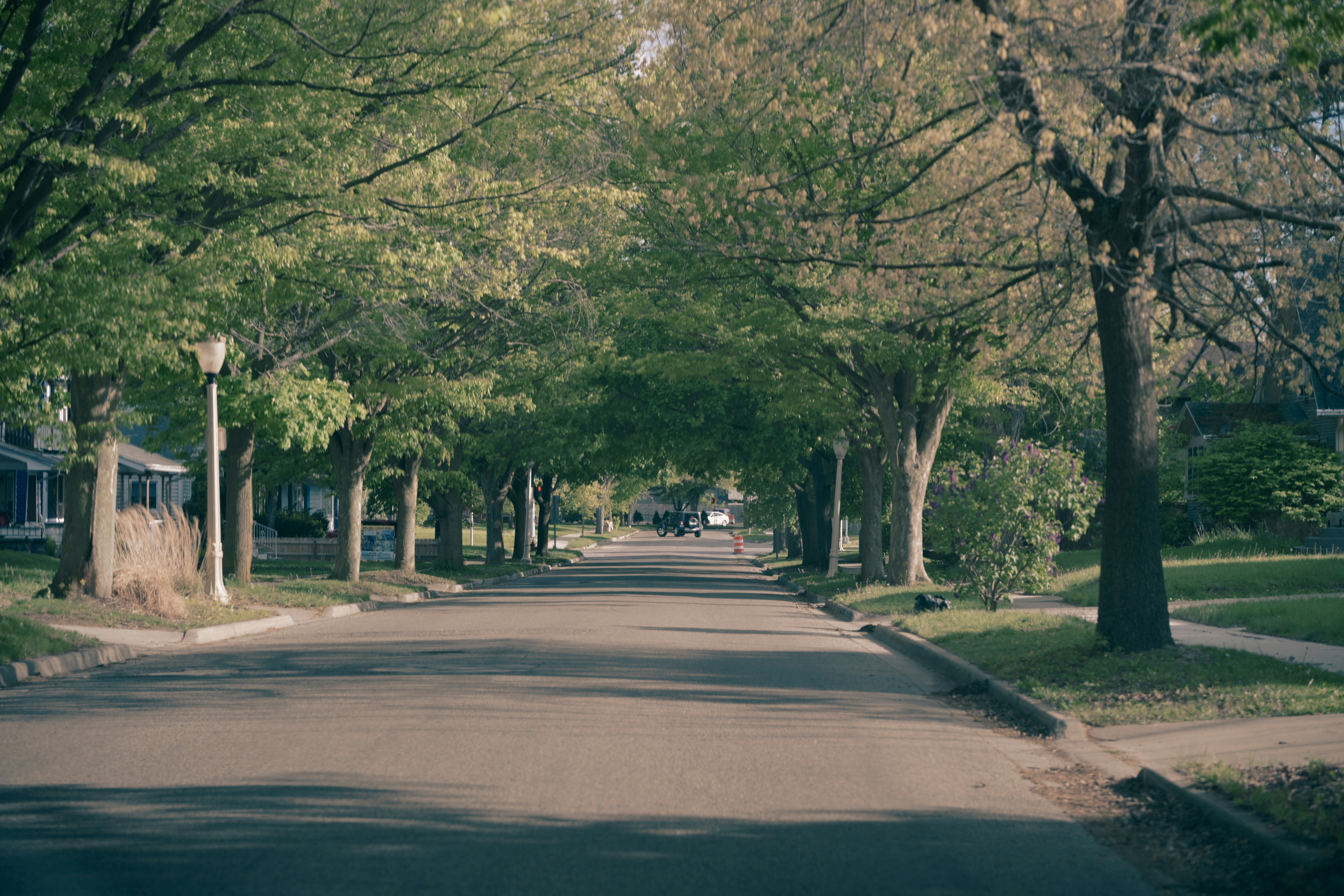 Green trees line a peaceful residential street.