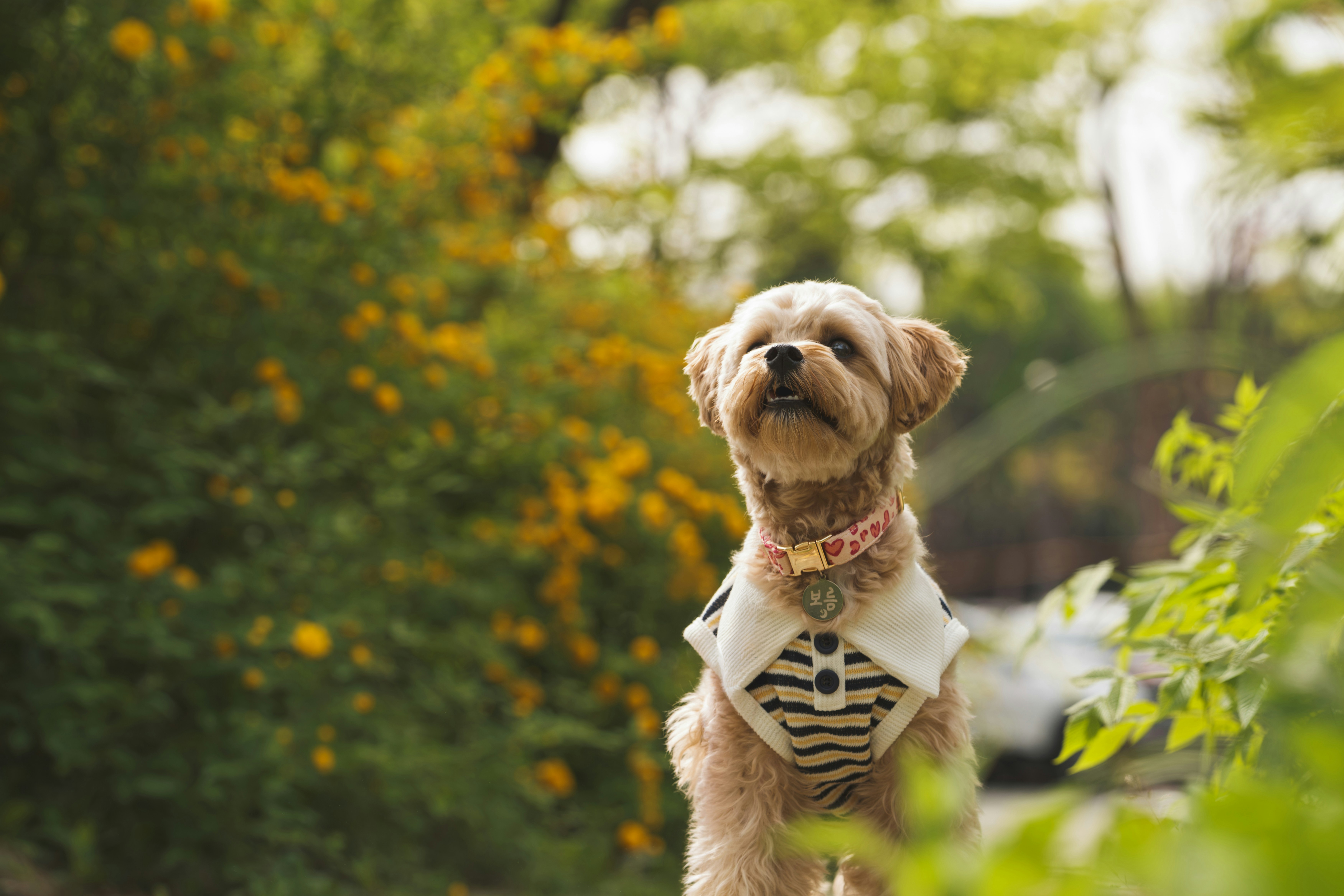 Flea and Tick Collars: What Pet Owners Should Know in 2026