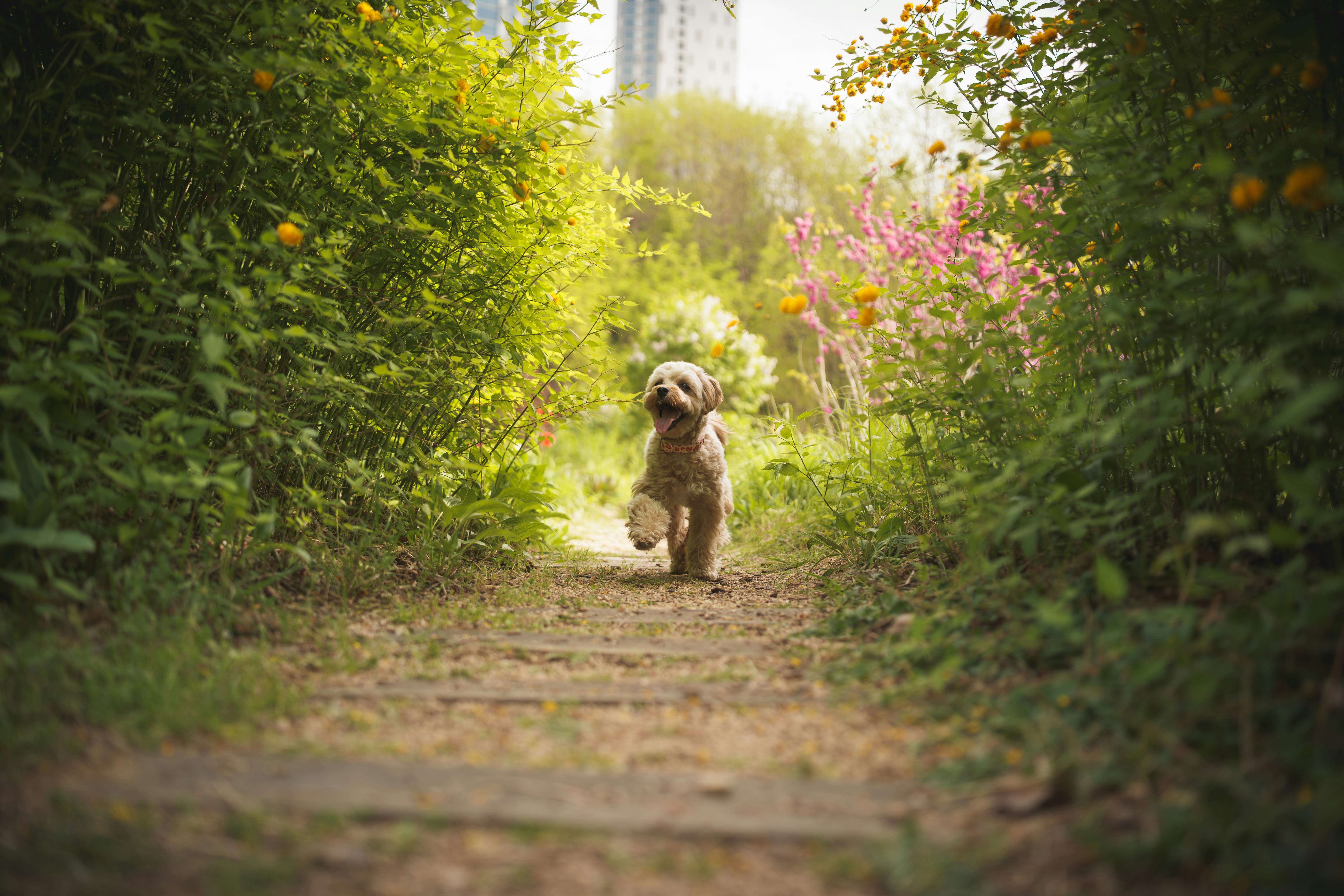 A small dog runs on a path through green bushes.