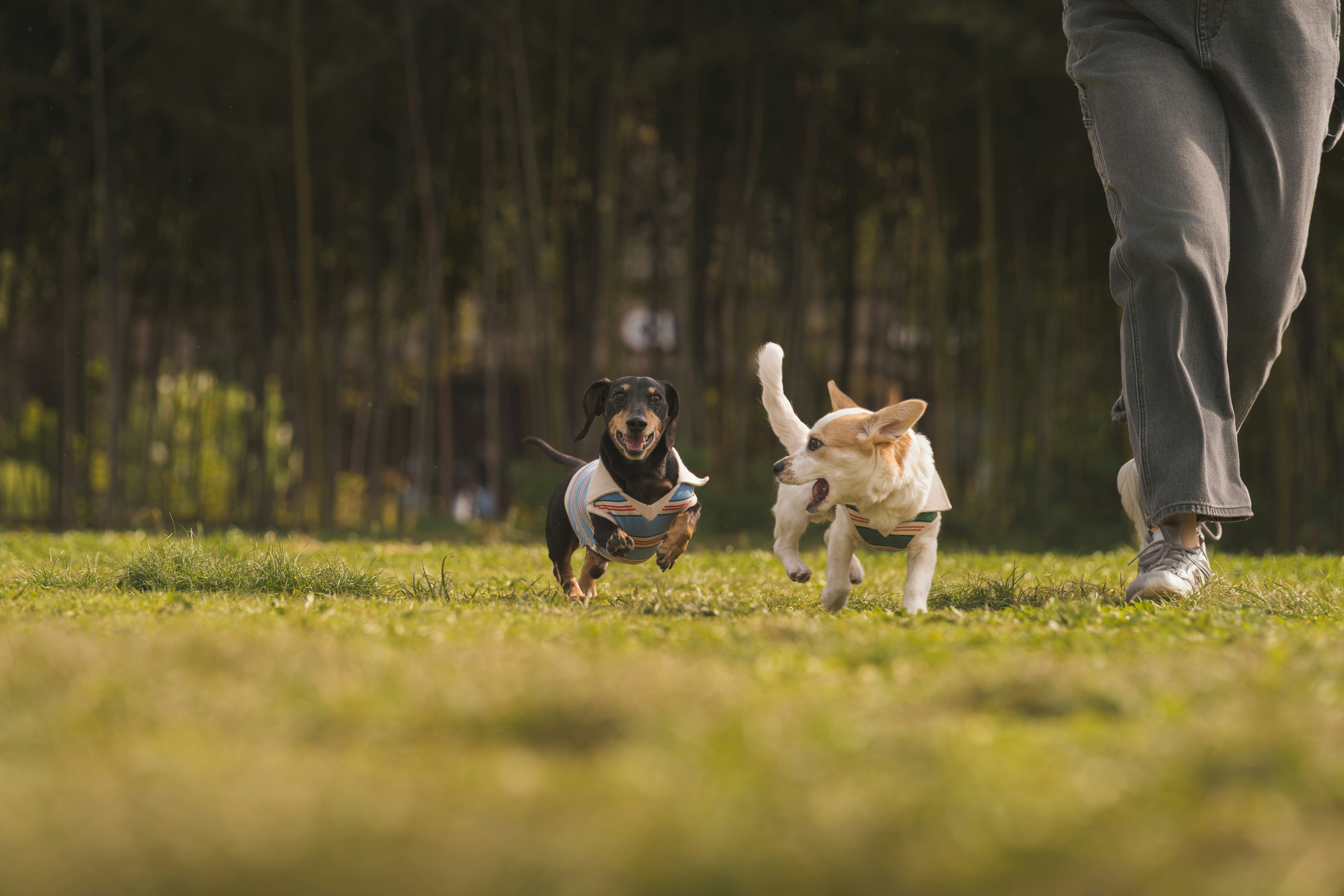 Off-Leash Area