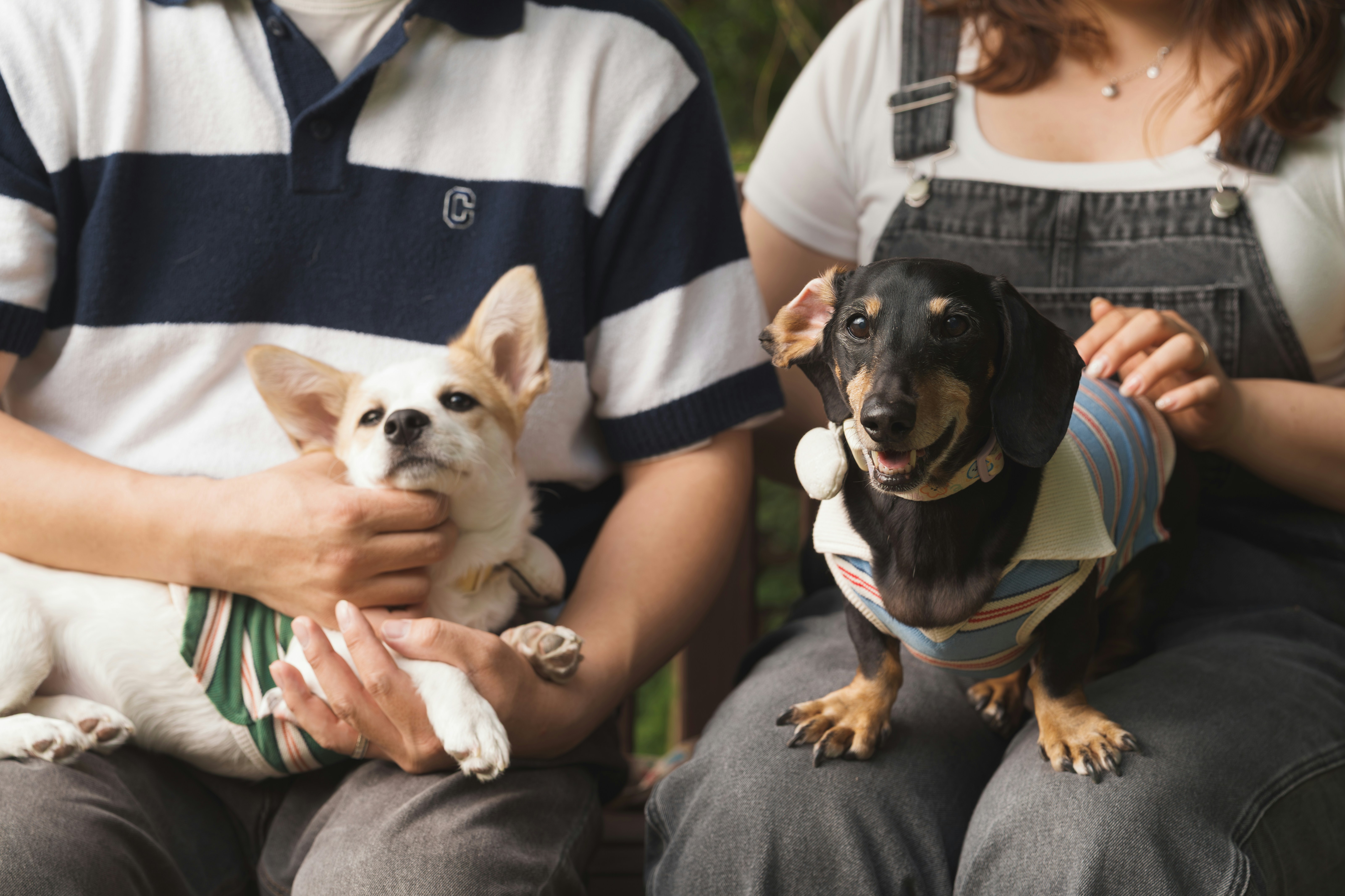 Dos perros pequeños sentados con sus dueños al aire libre.