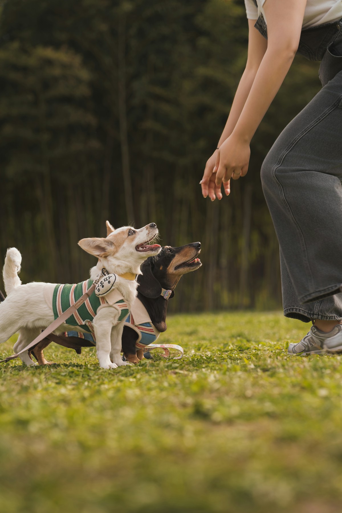 Éducateur canin travaillant avec deux chiens en laisse - Guardiens