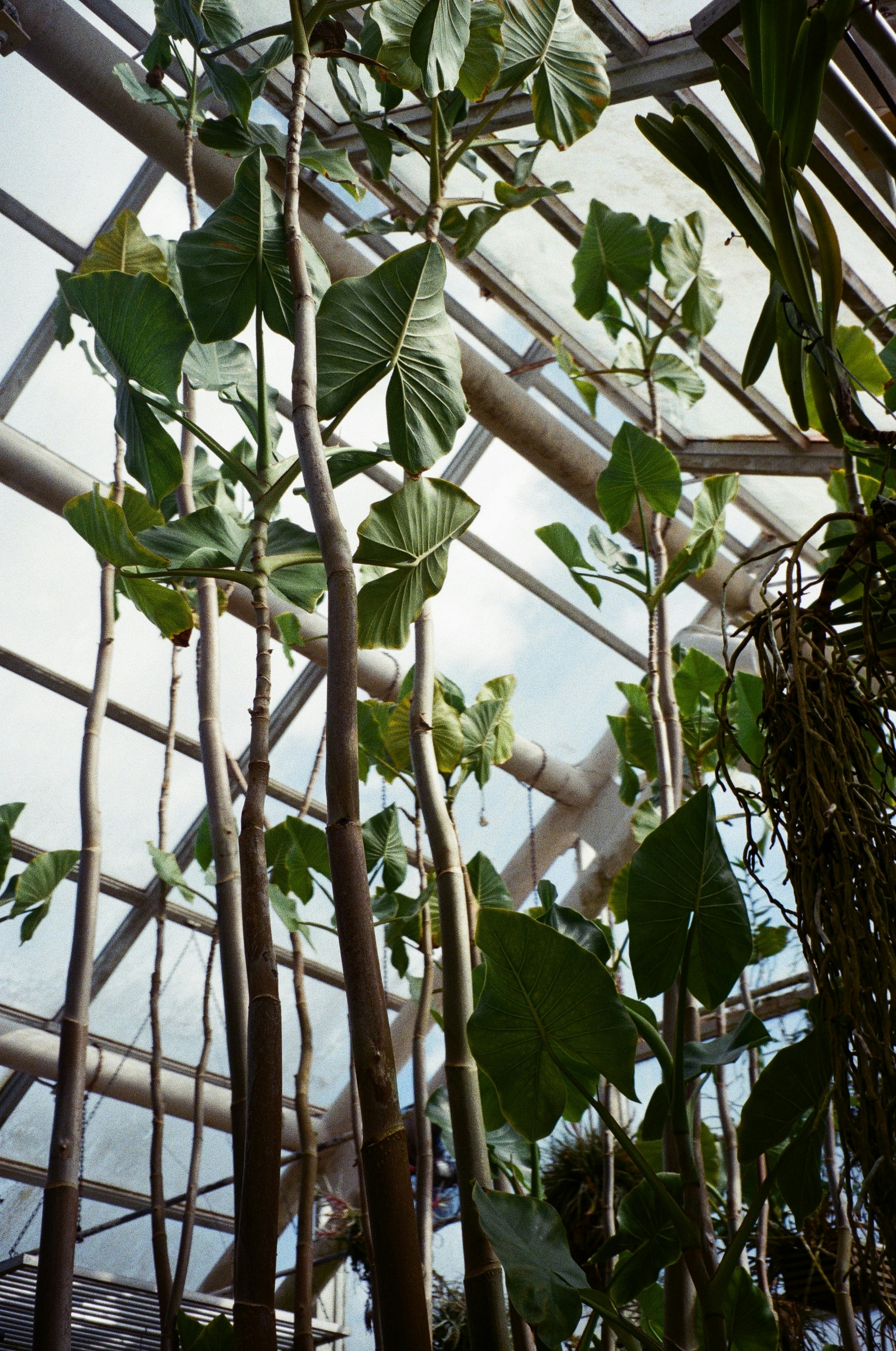 The Hidden Power of Walled Gardens: More Heat, Less Space