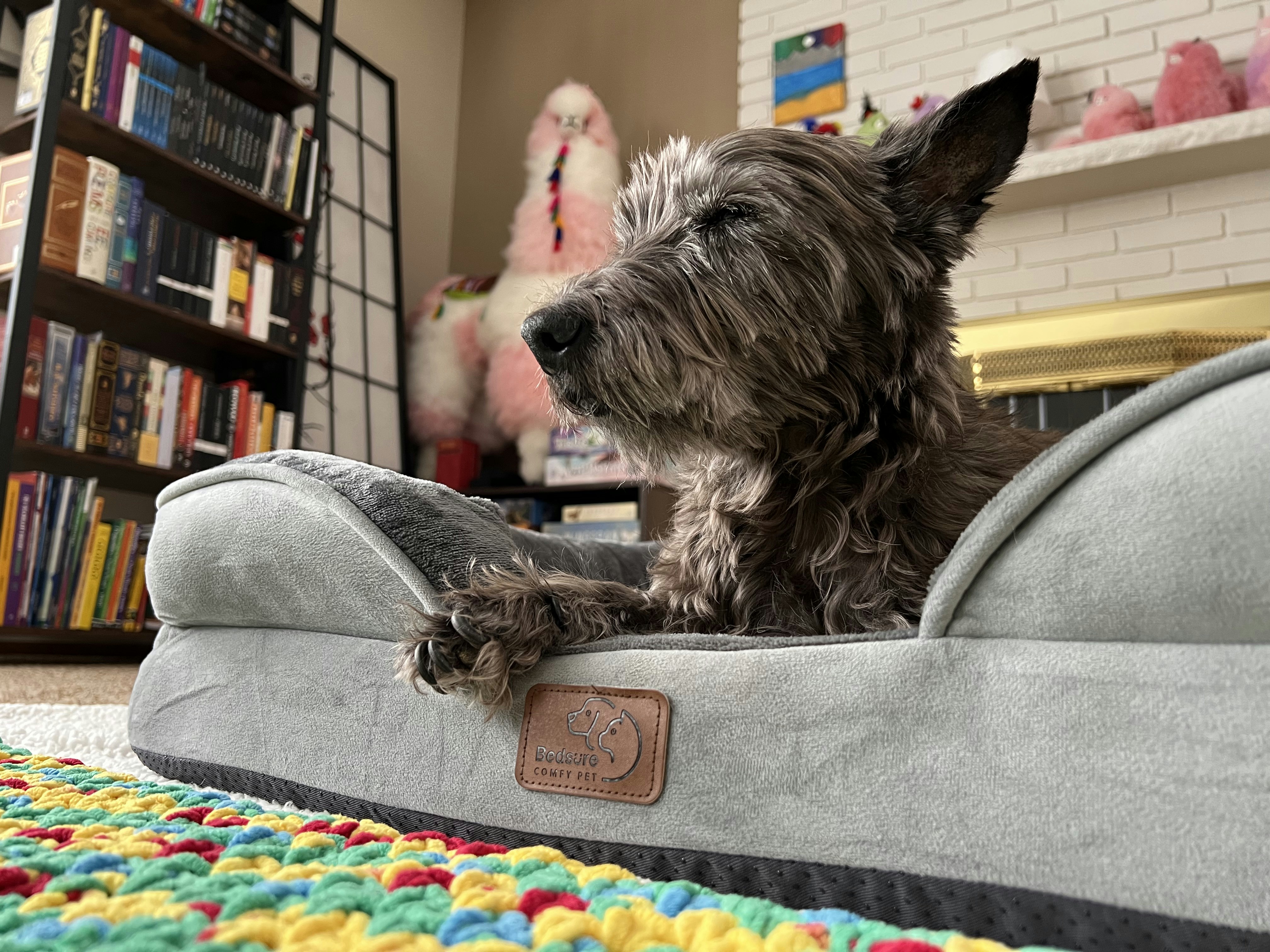 Dark scruffy dog relaxing in a comfortable grey bed