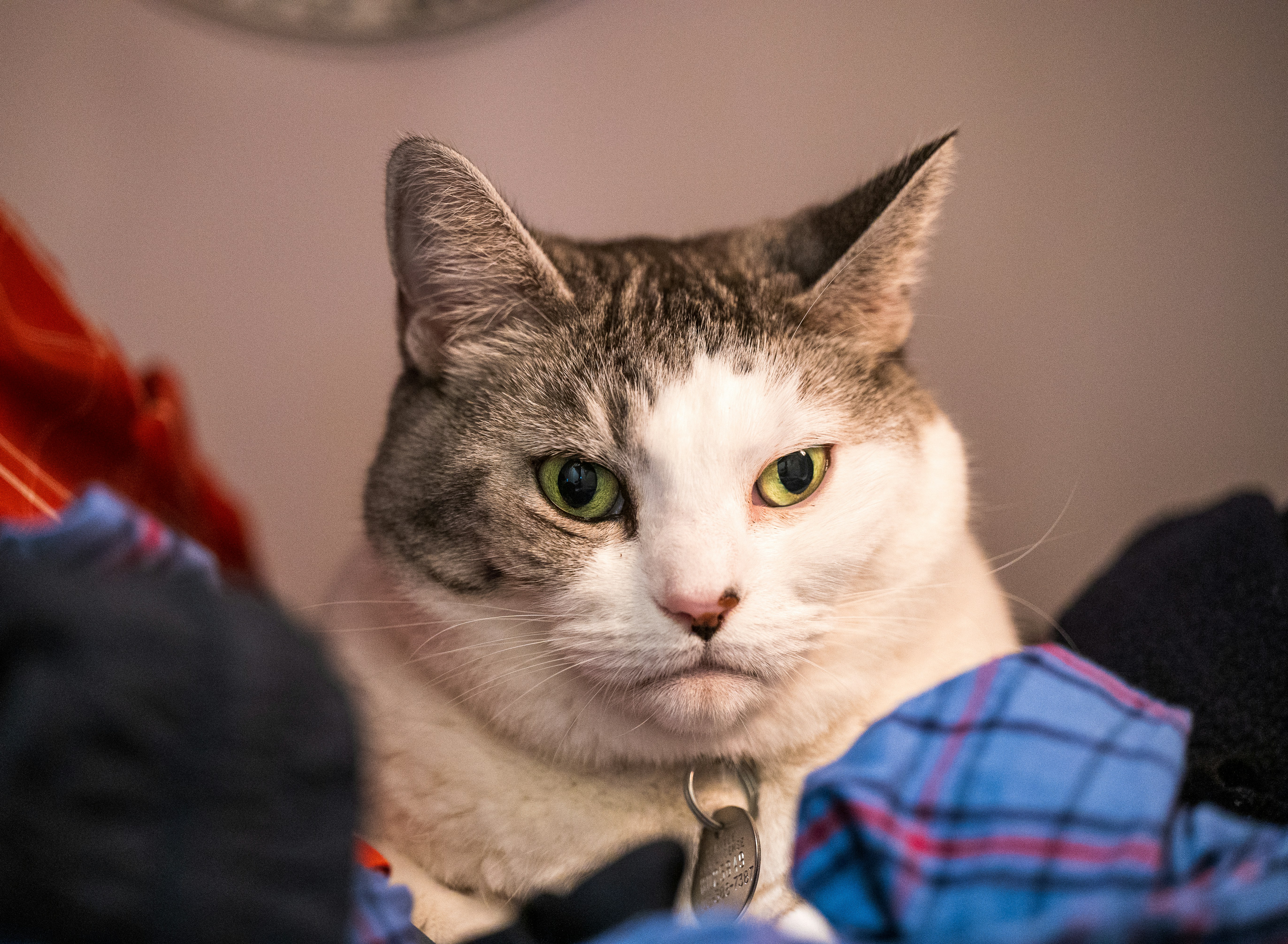 White and grey cat with green eyes peeking from laundry.