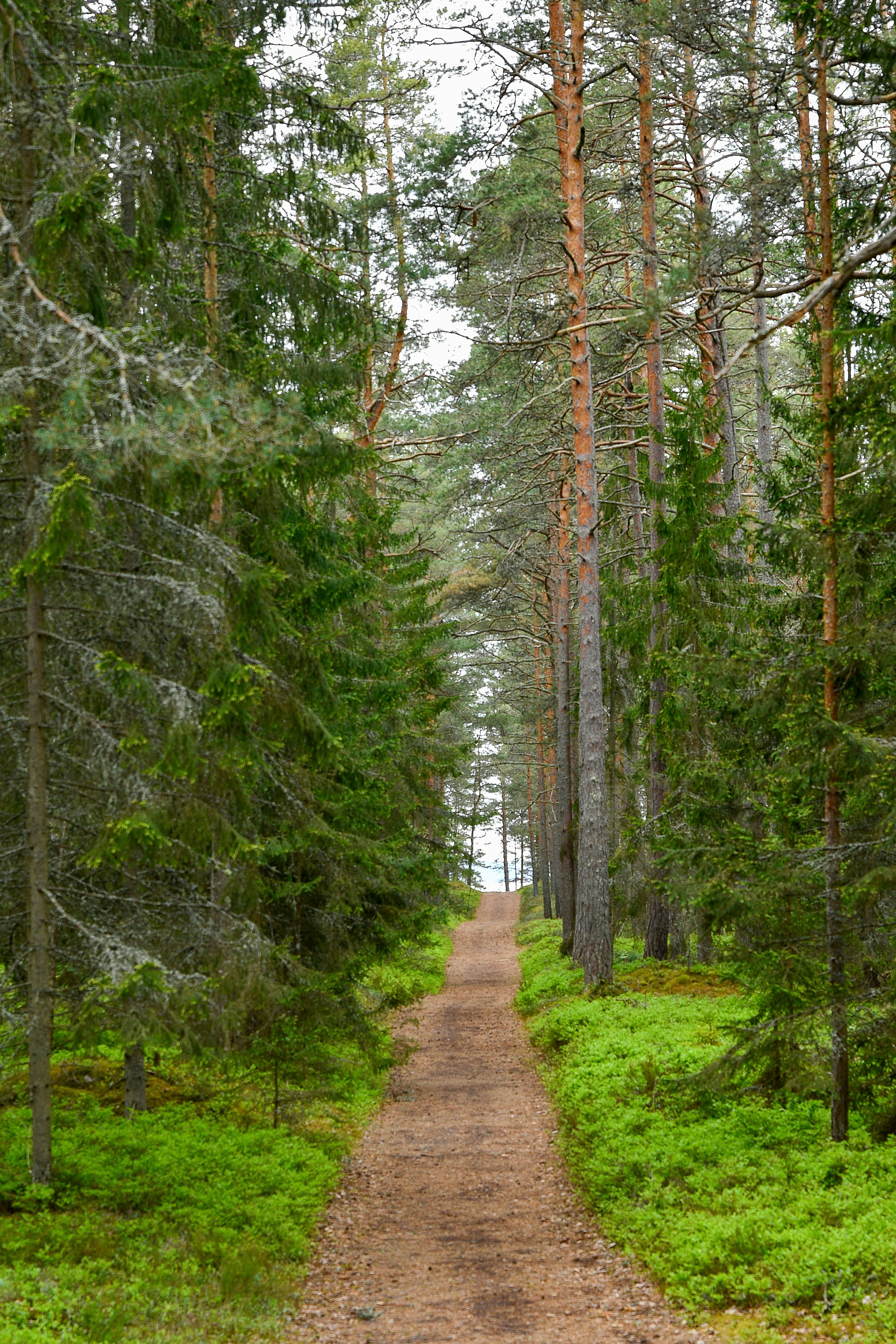Soomaa National Park — Paddling Through a Flooded Wilderness