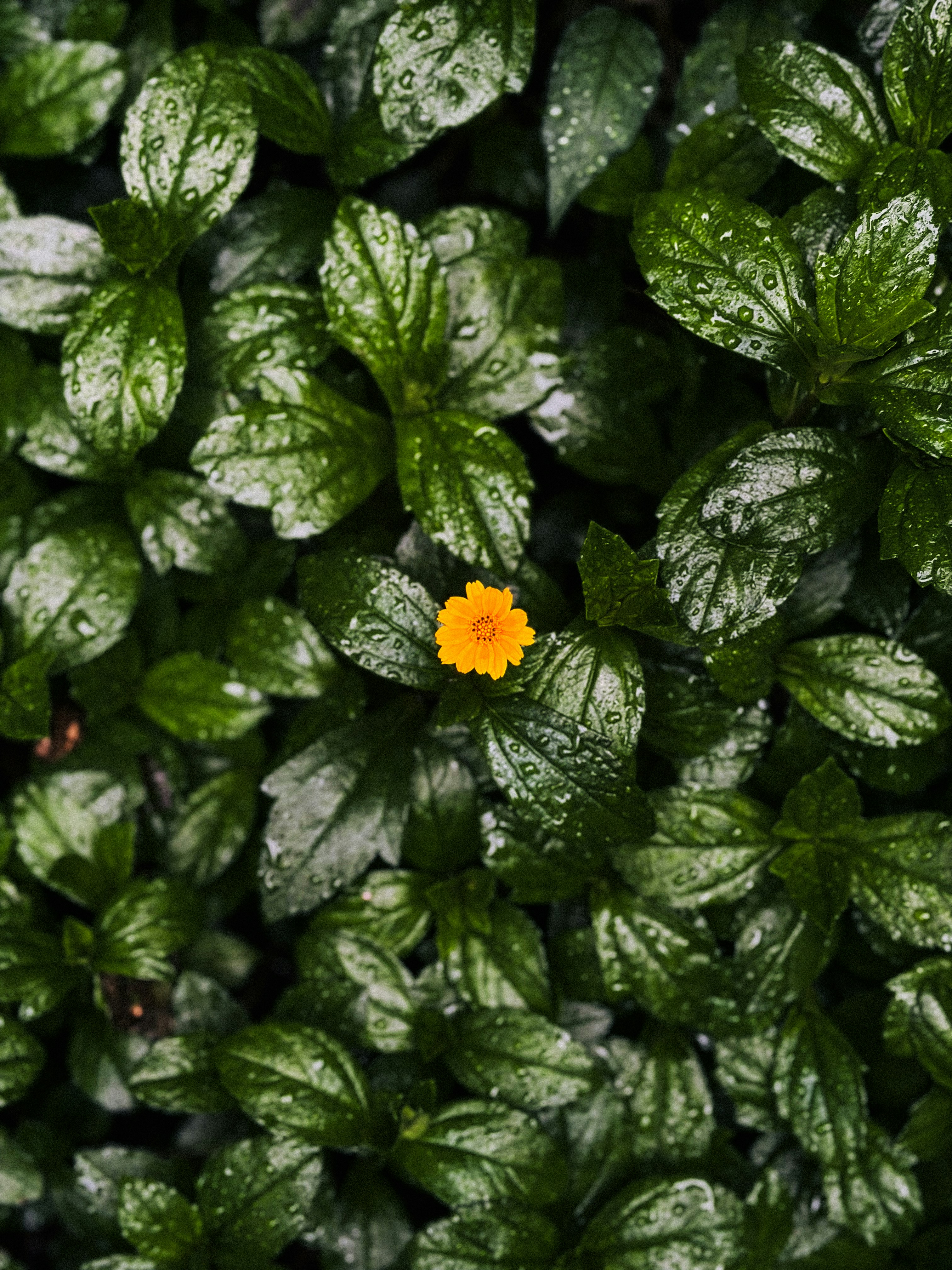 What Crop Rotation Actually Means and Why Nightshades Carry the Highest Risk