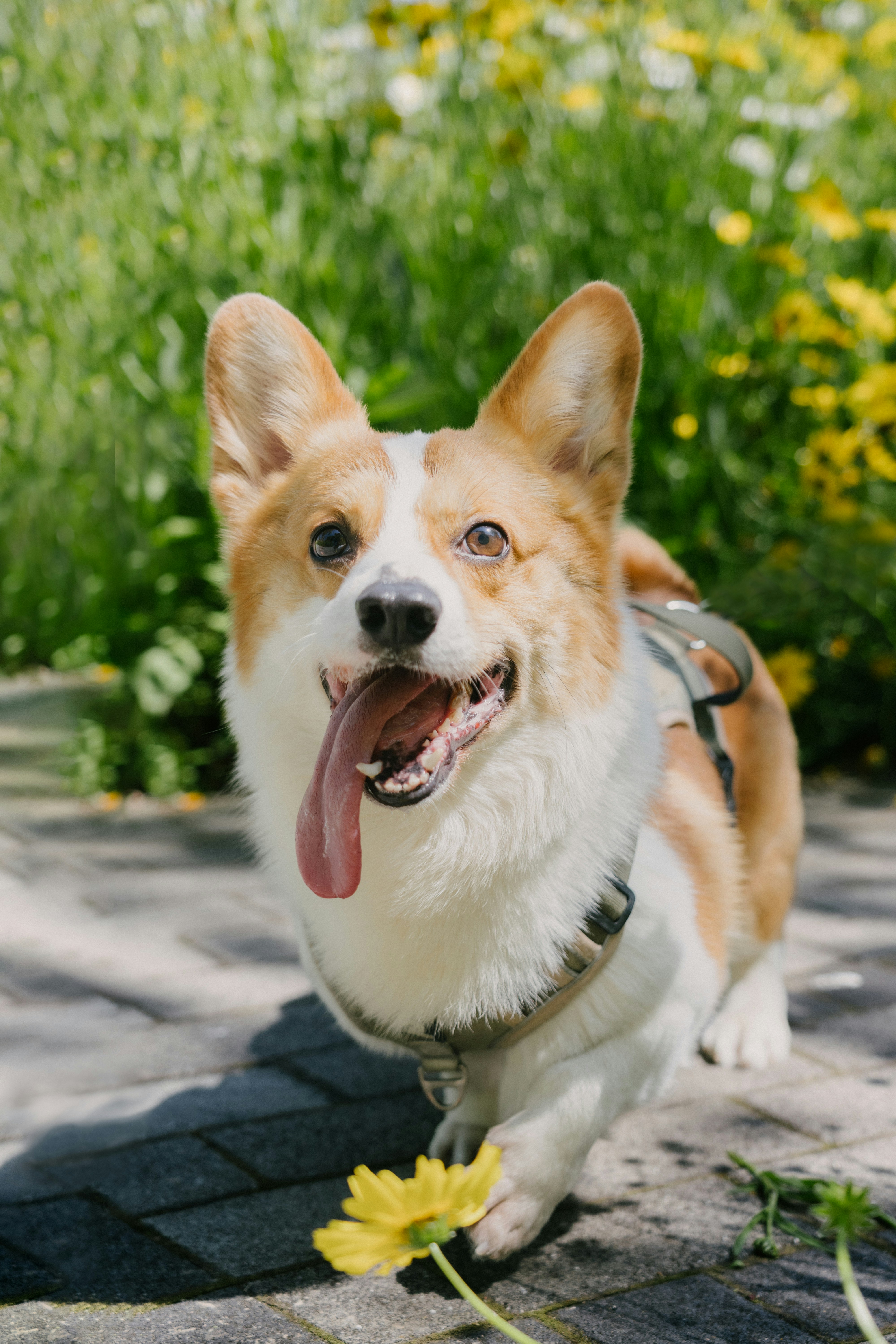 A happy corgi with tongue out near yellow flowers.