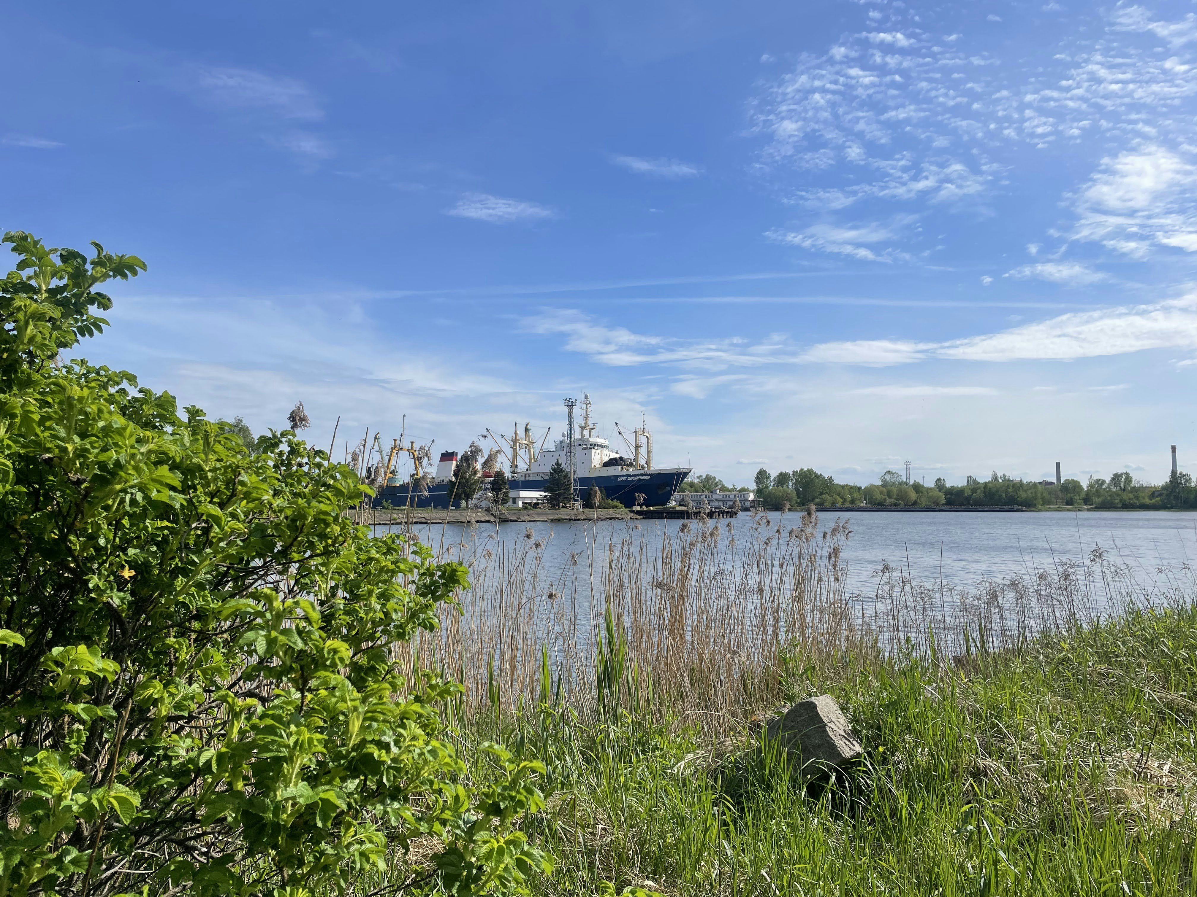 Ship docked in harbor with green reeds under blue sky.