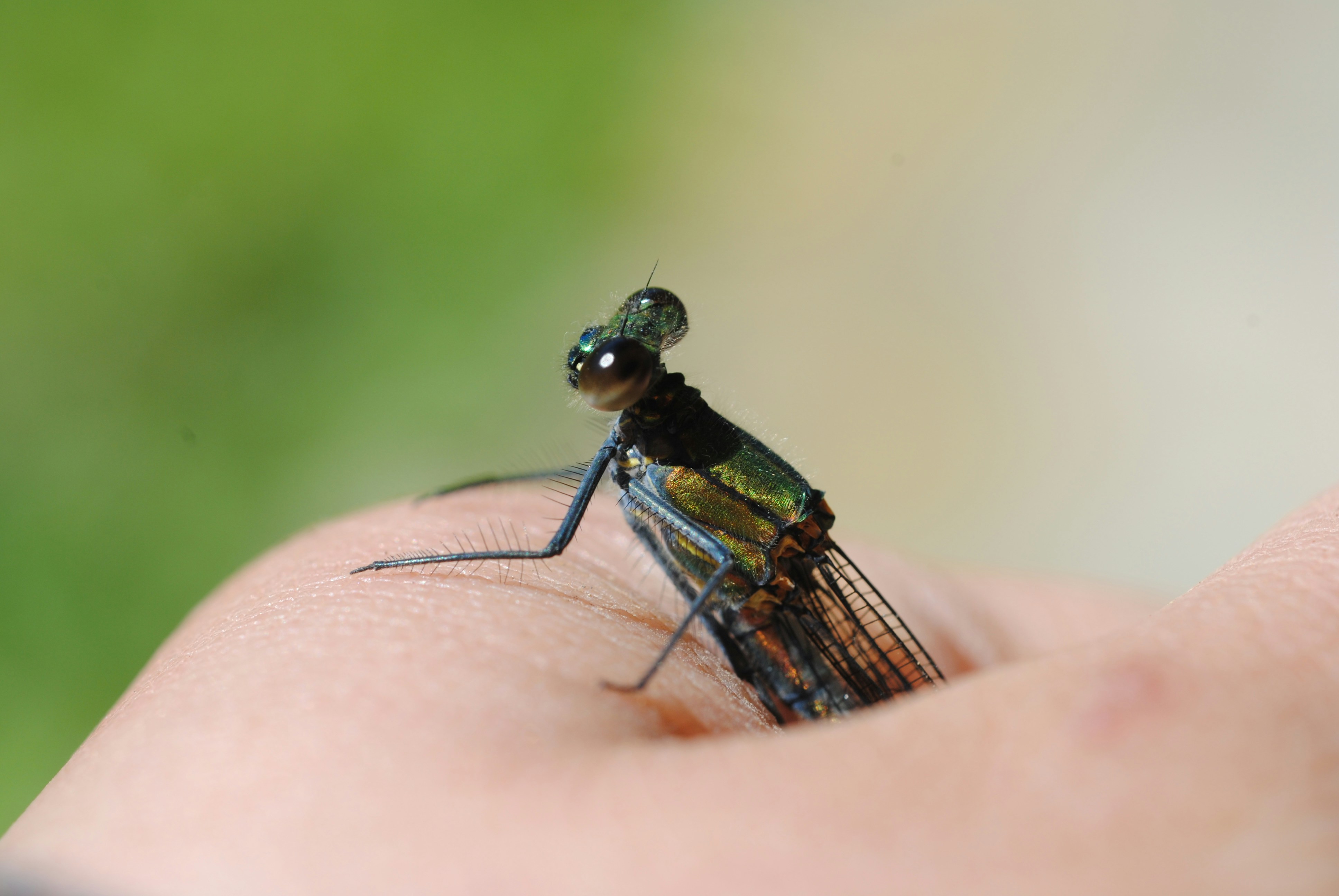 A metallic damselfly perches on a person's hand.