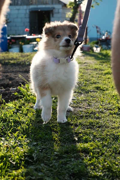 Puppy on first leash walk outdoors