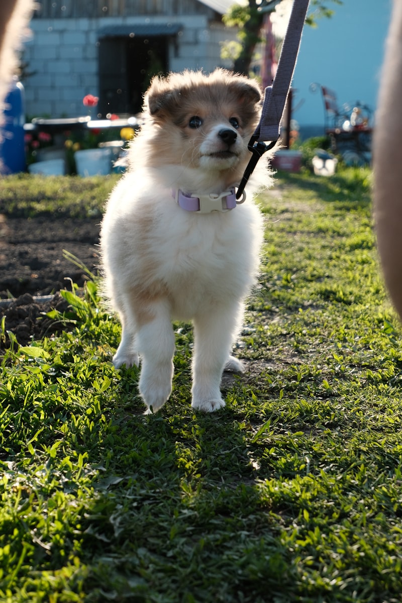 Puppy First Leash Training: A Gentle Plan for Great Walks