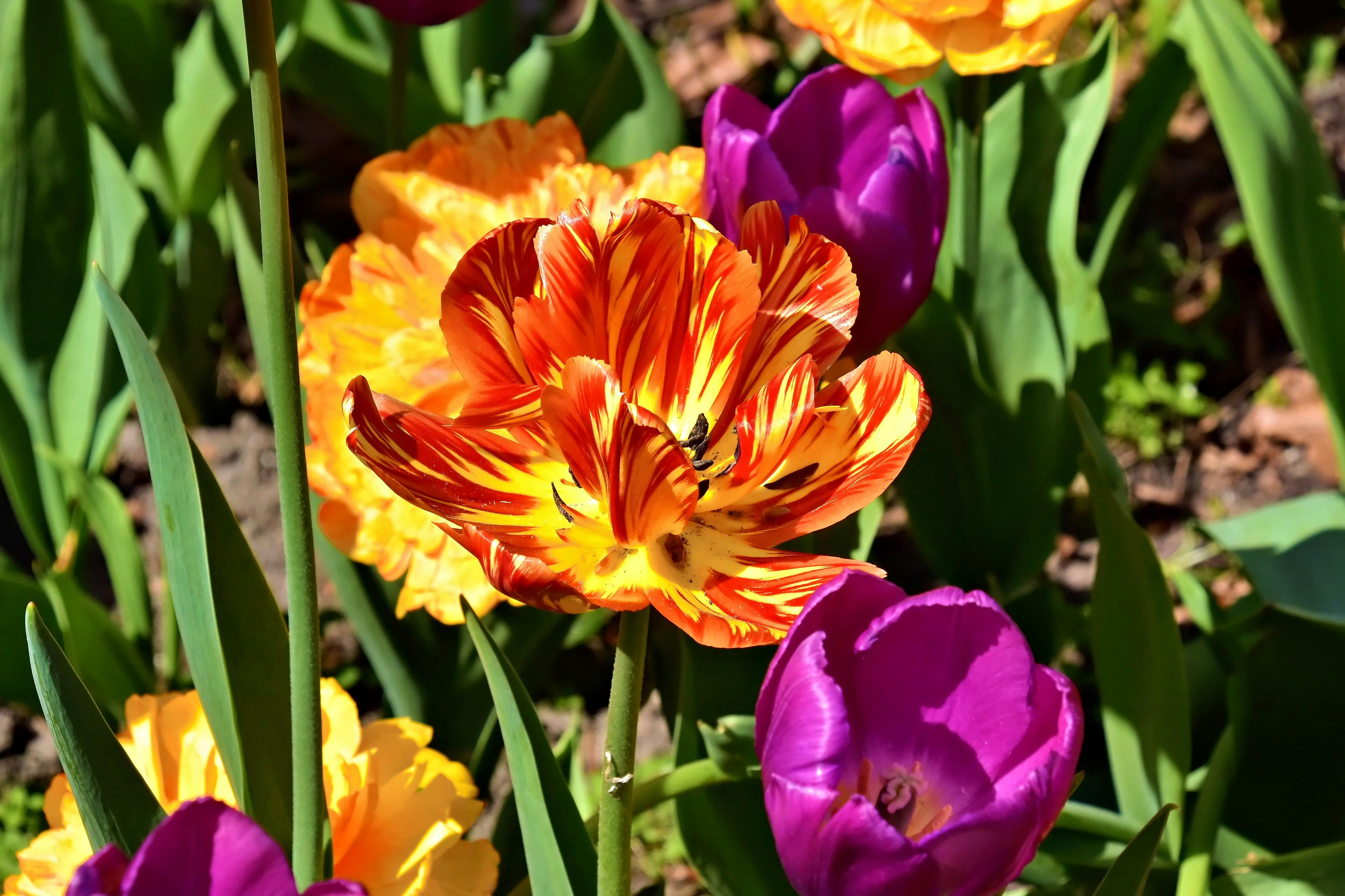 Tulipano vivace a strisce arancioni e gialle che fiorisce in un giardino.