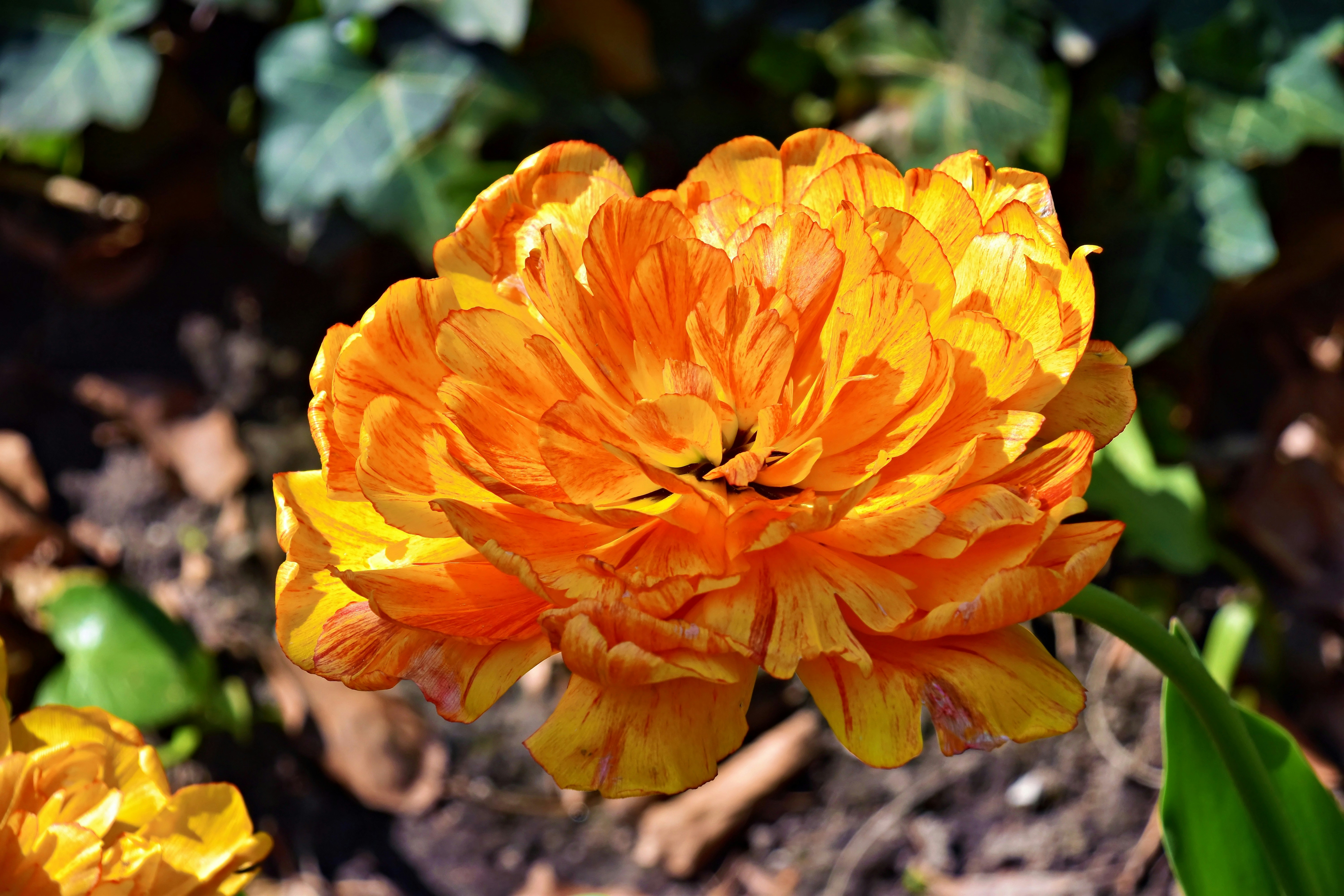 Un fiore vibrante arancione e giallo con petali multipli alla luce del sole.