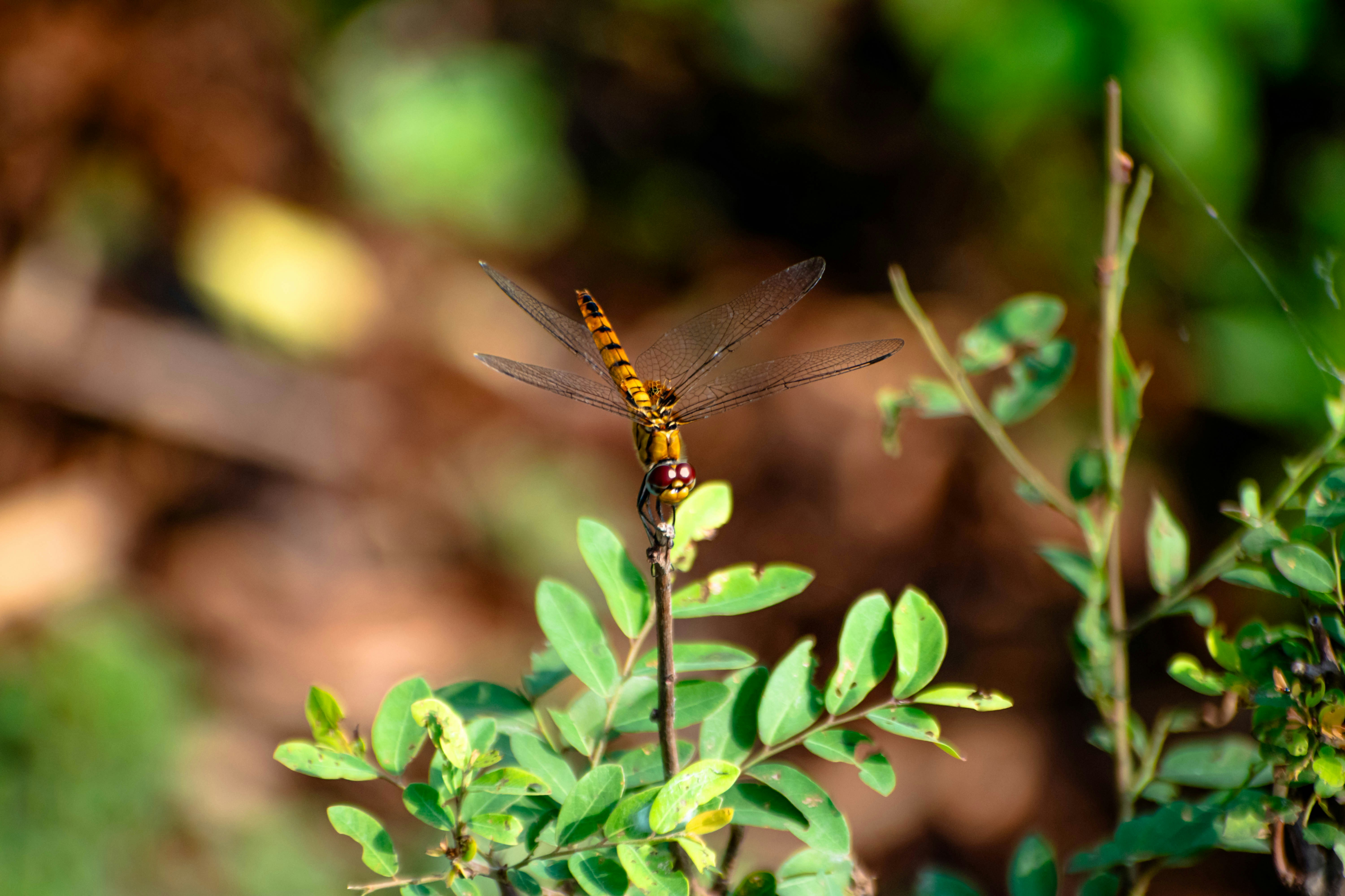 Photo by imshaamim