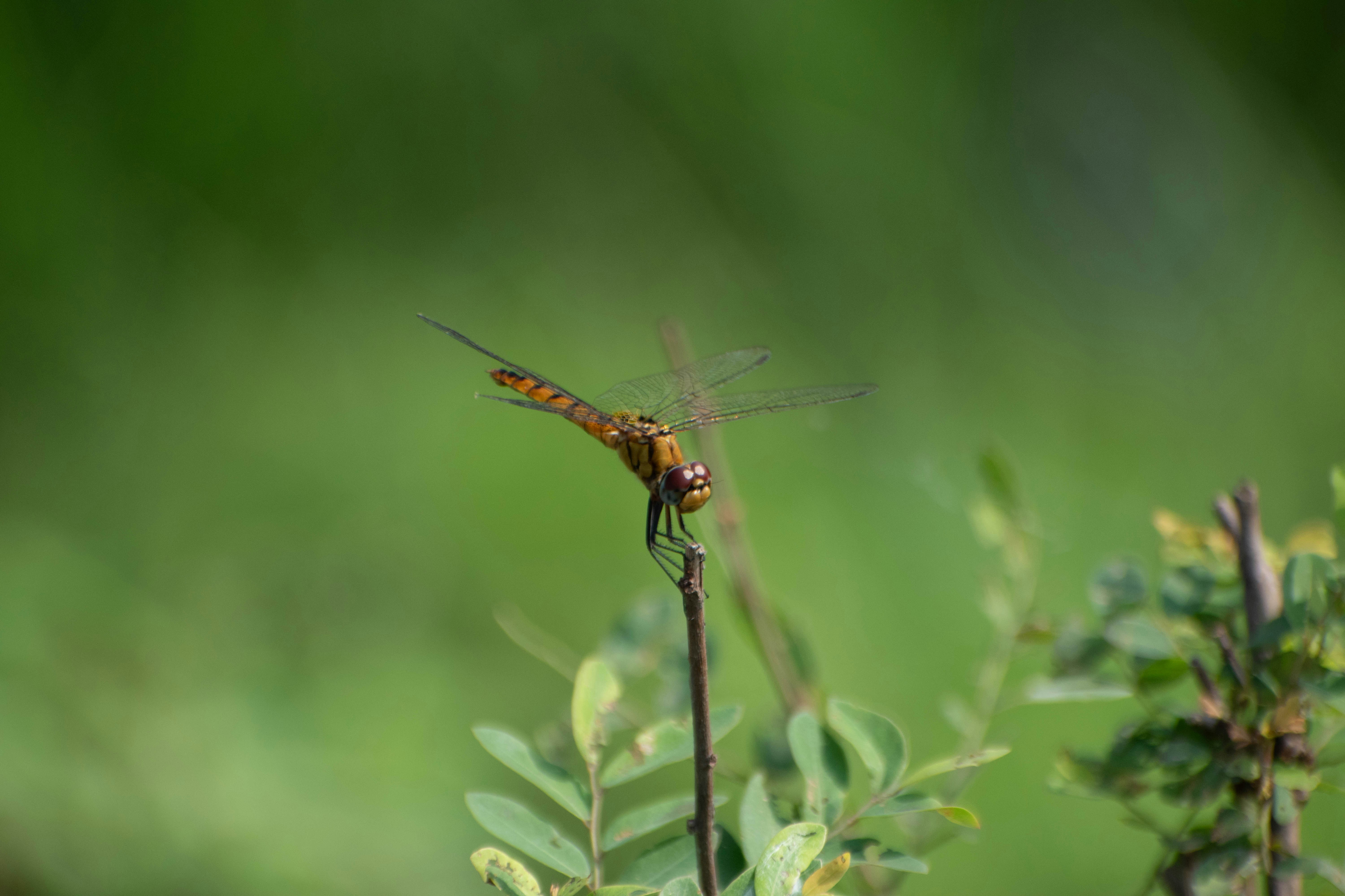 Photo by imshaamim
