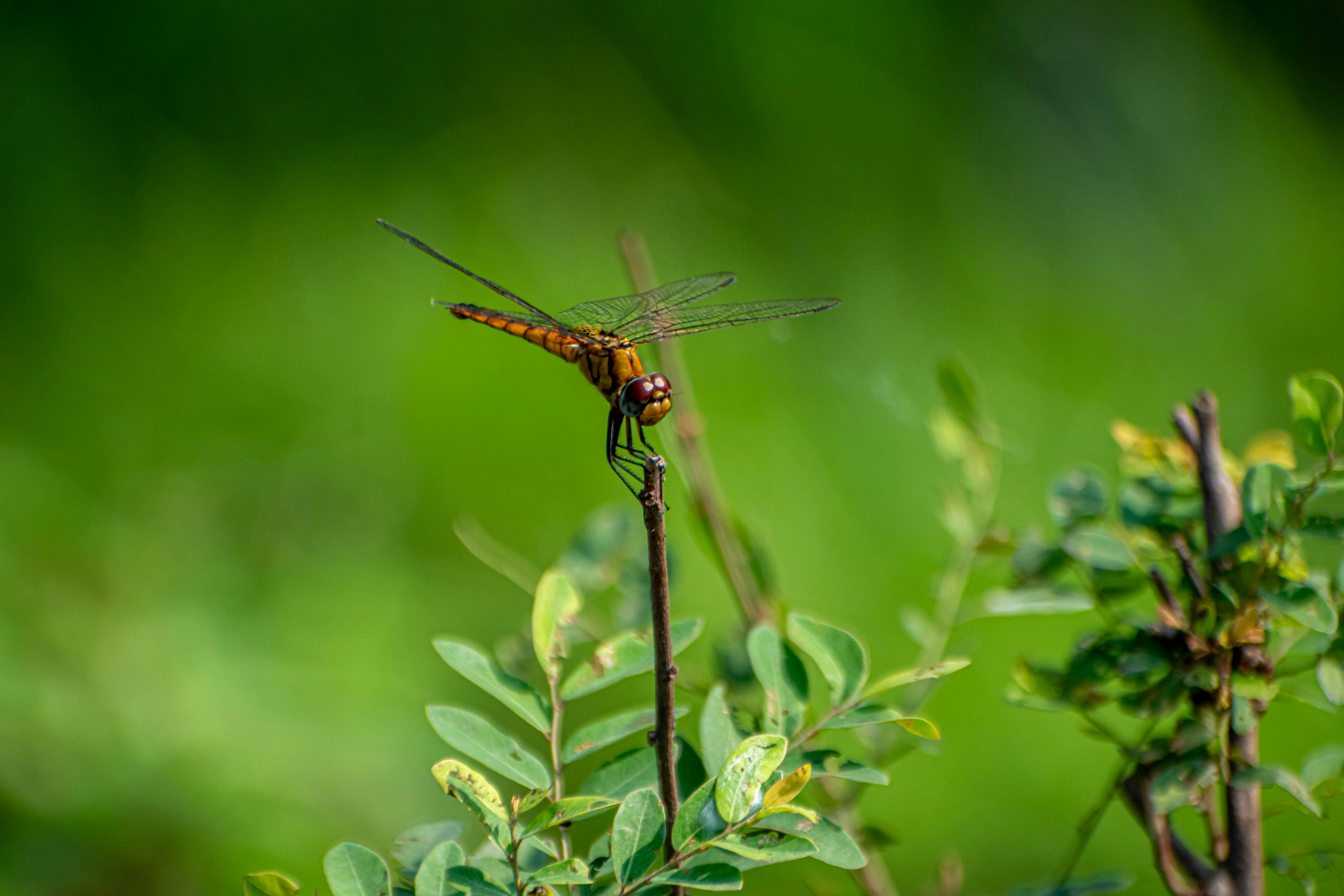 Photo by imshaamim