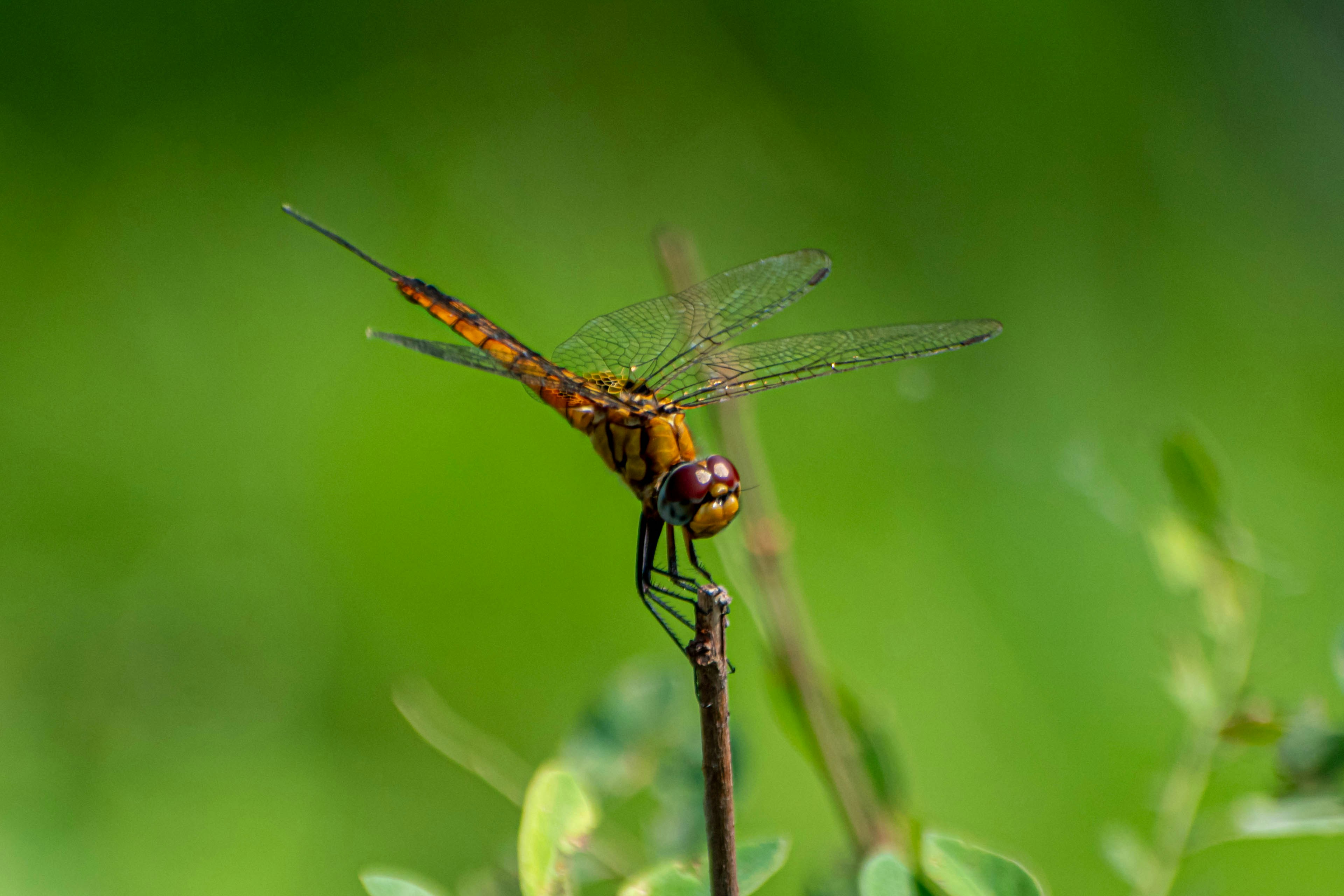 Photo by imshaamim