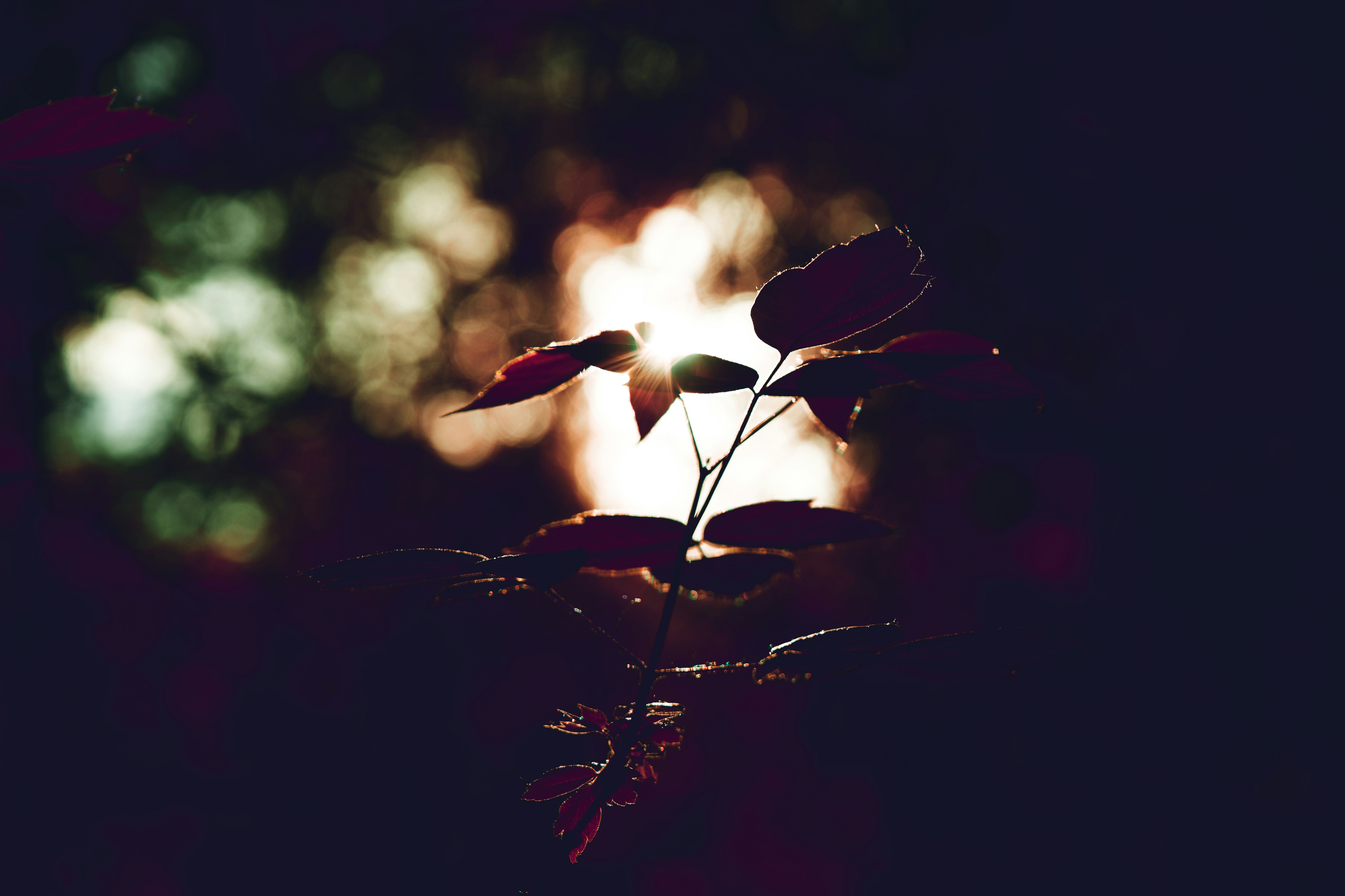 Photo by shaikhulud