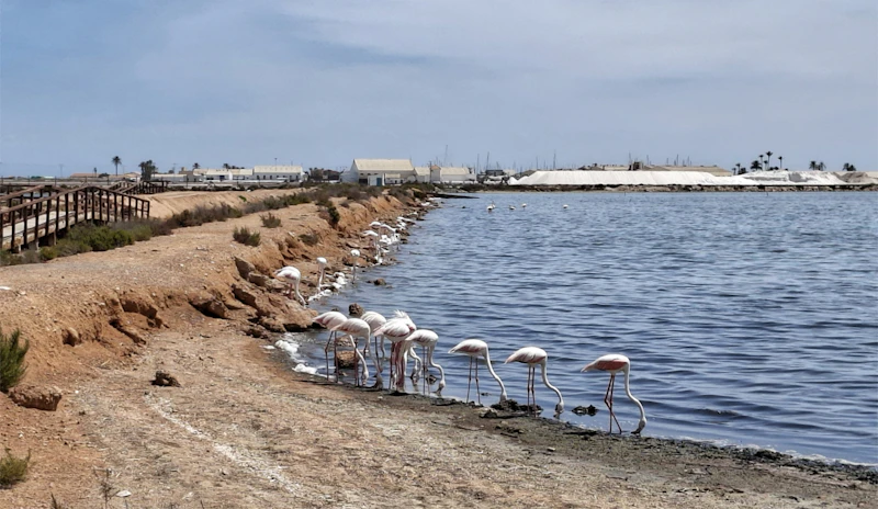 Salinas de la Bahía de Cádiz