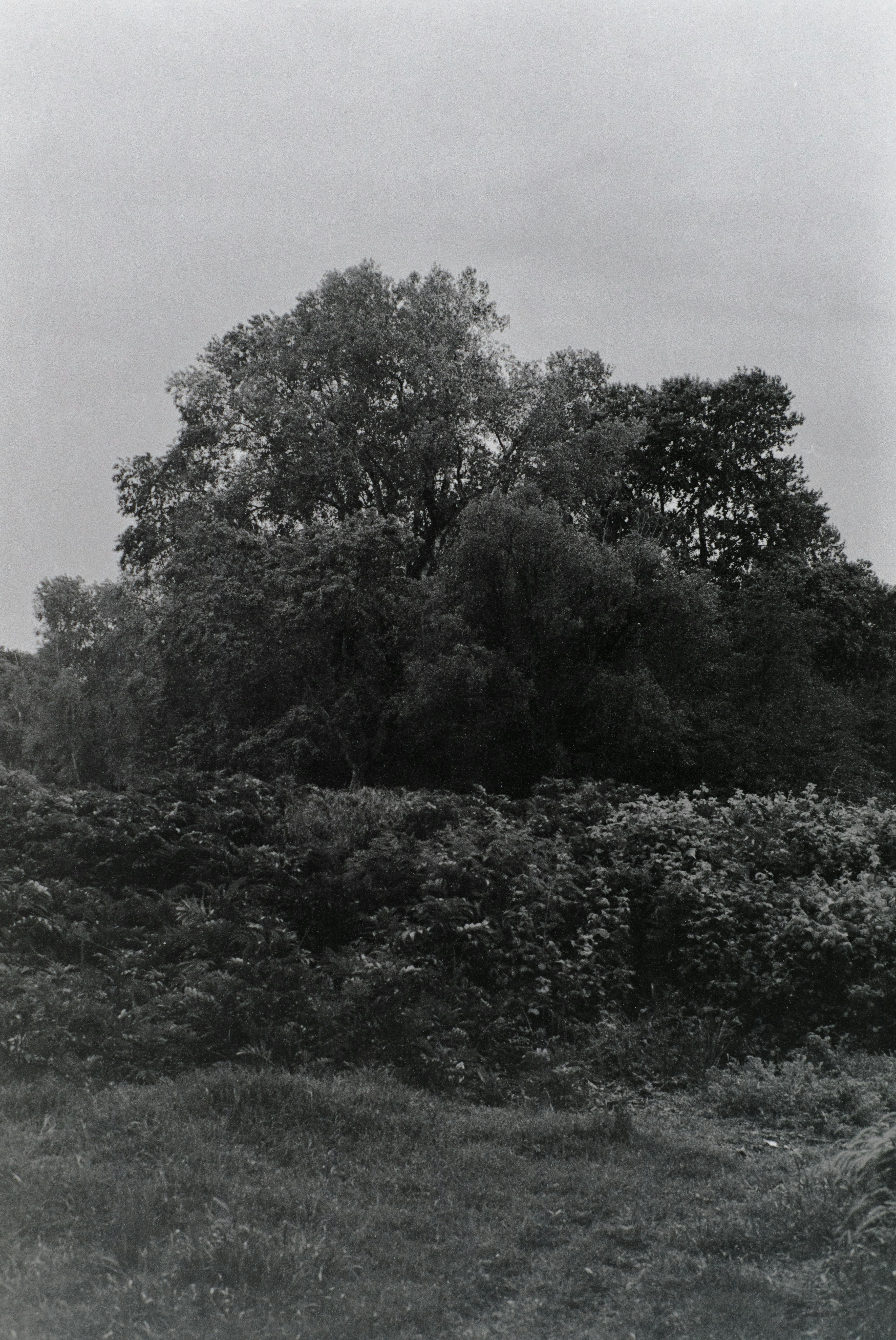 Dense trees and undergrowth in a black and white landscape.
