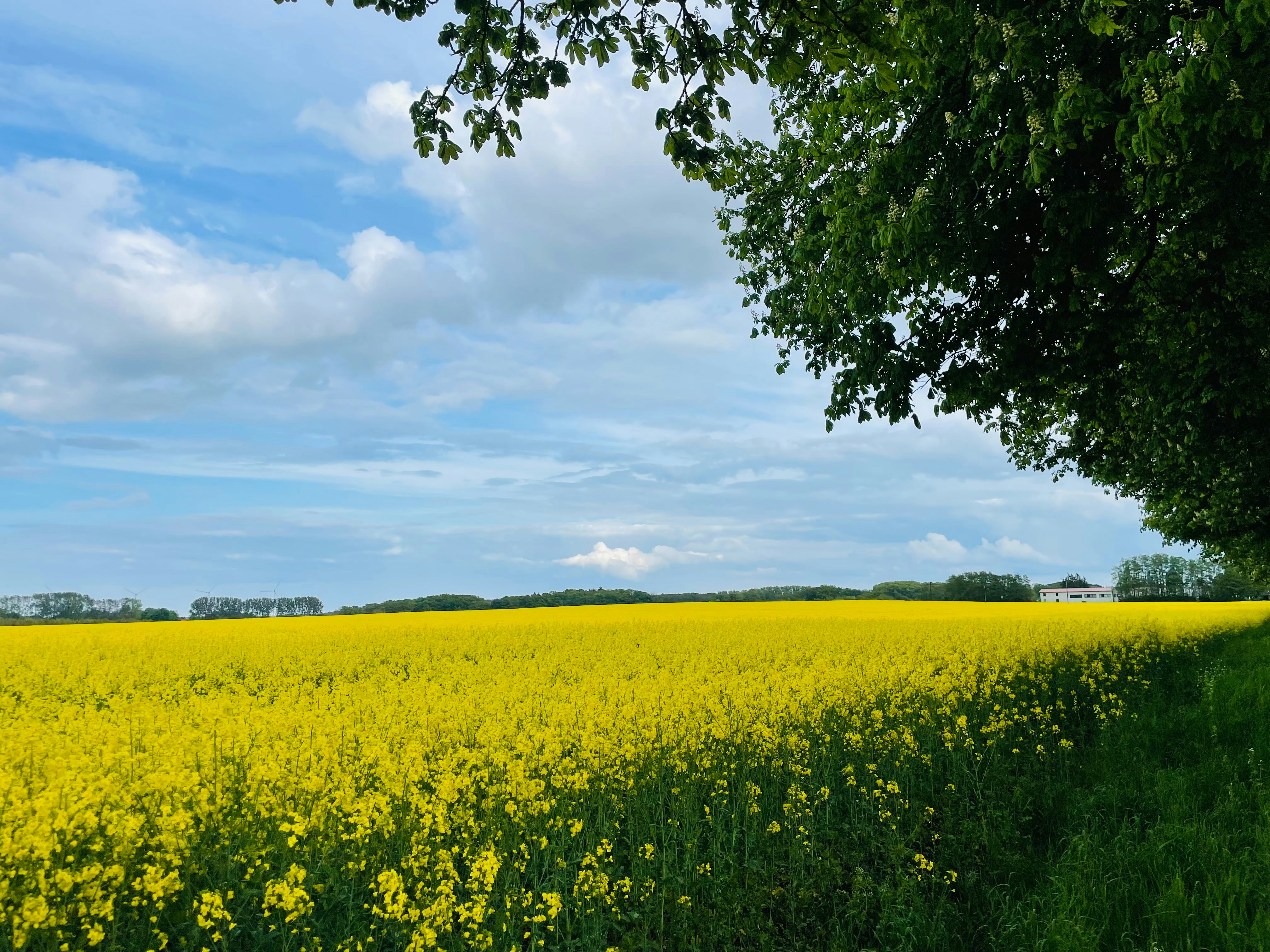 Photo by jonasfromberlin
