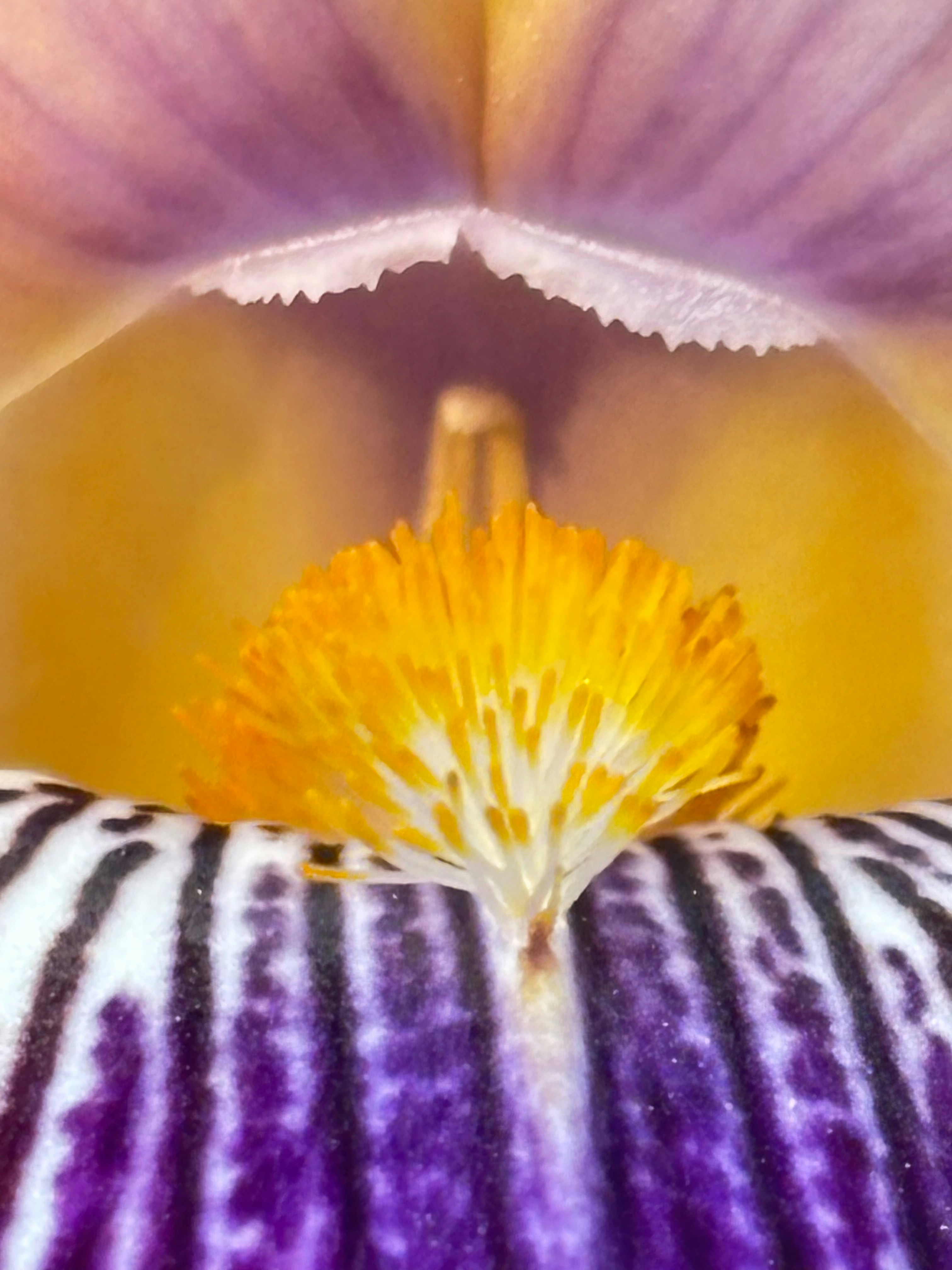 鮮やかな紫と黄色のアイリスの花の中心。
