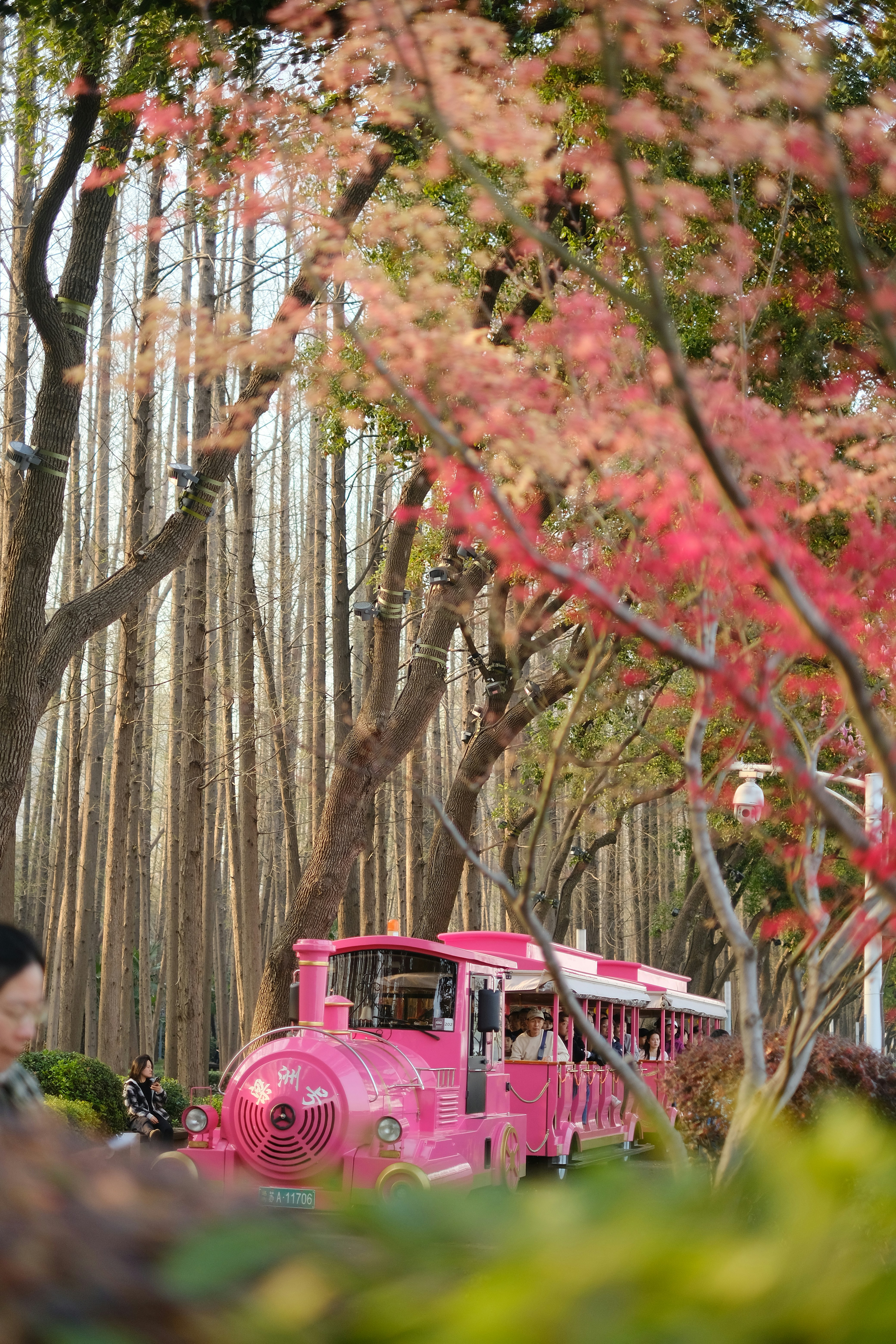 Um trem rosa em um parque com árvores coloridas de outono.