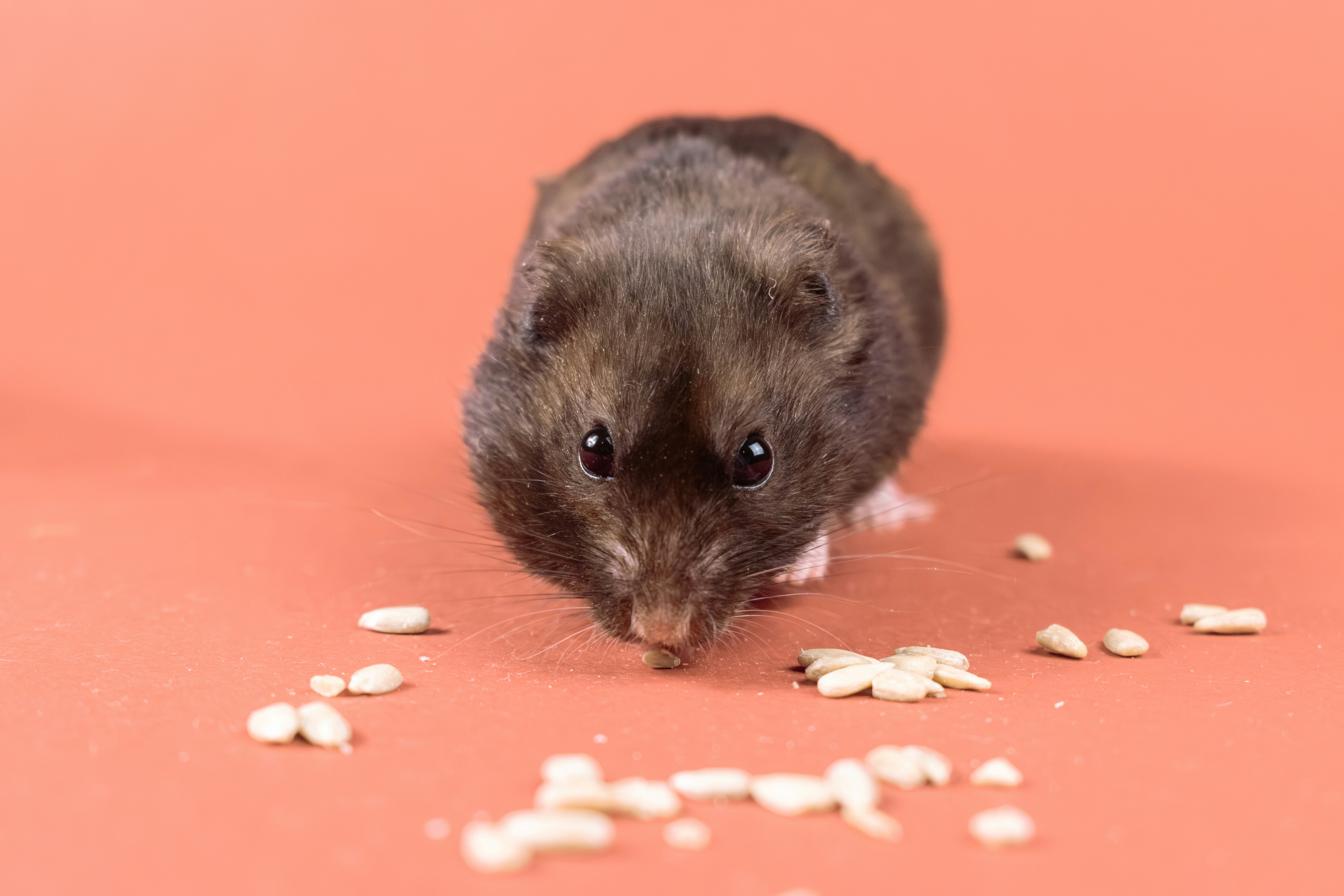 Healthy Diet Plan for Small Pets and Complete Nutrition Guide