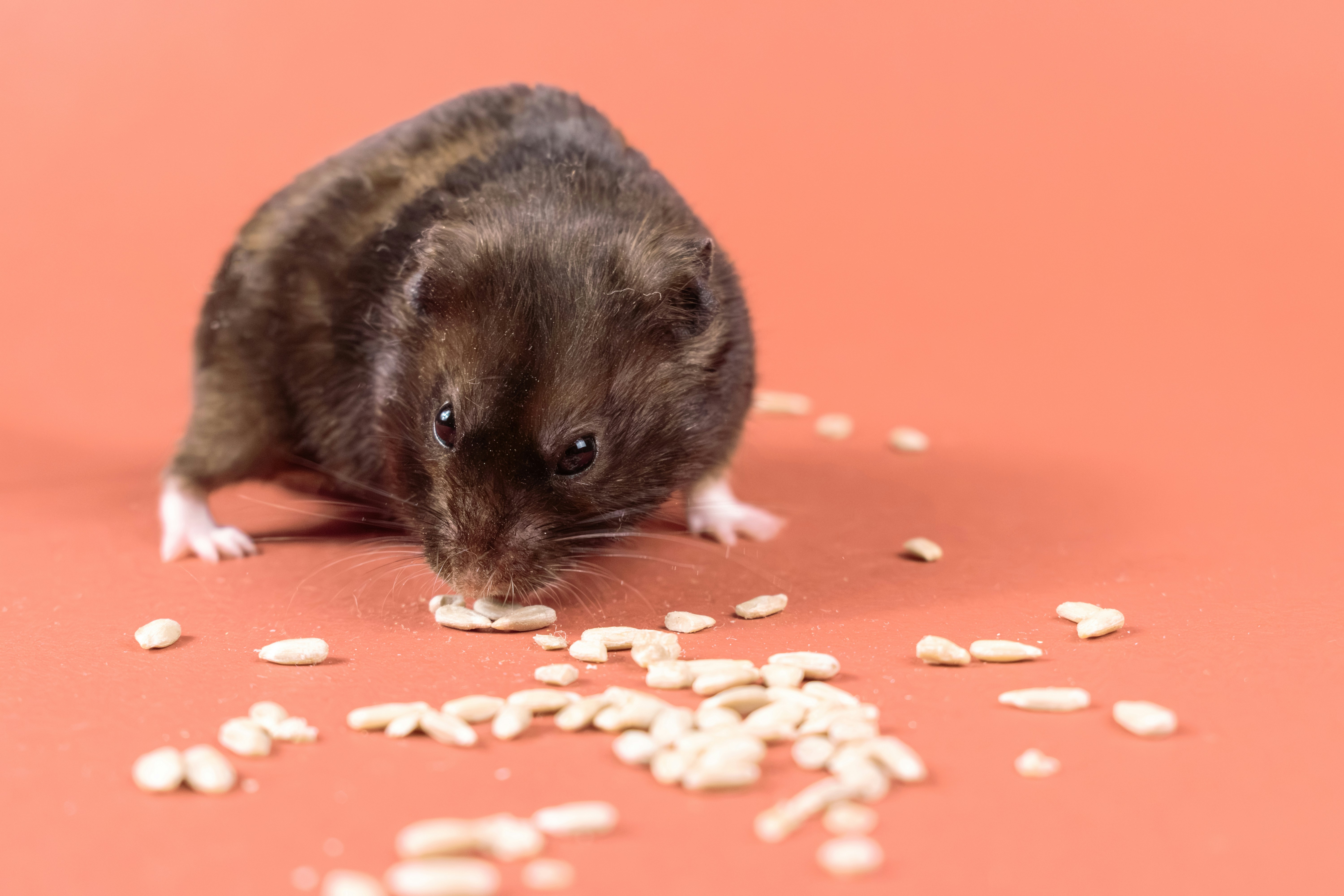 Best Food for Gerbils: Complete Nutrition Guide