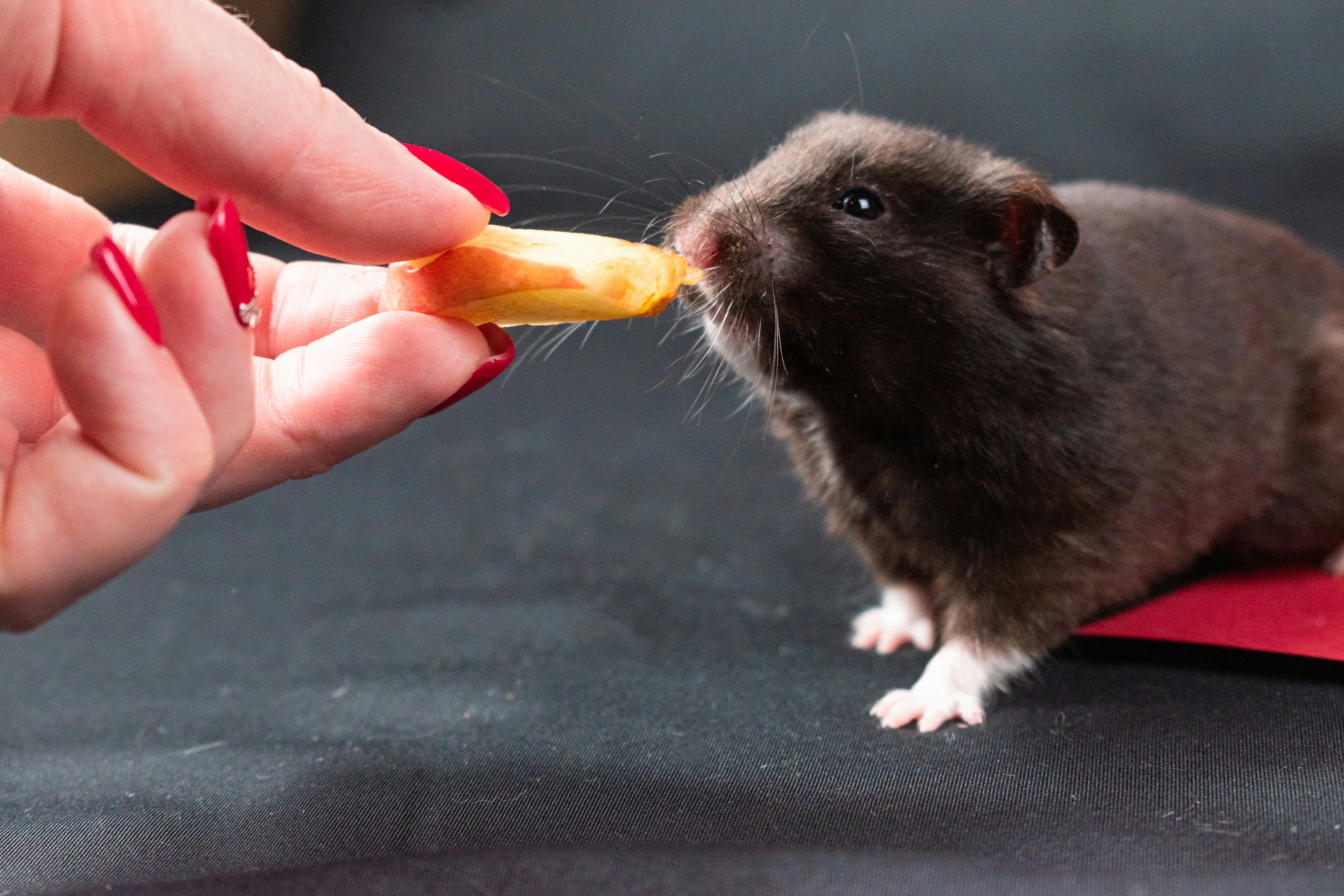 Healthy Diet Plan for Small Pets and Complete Nutrition Guide