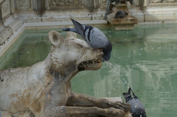 Pigeons drinking water from a stone wolf fountain — Siena, Italy