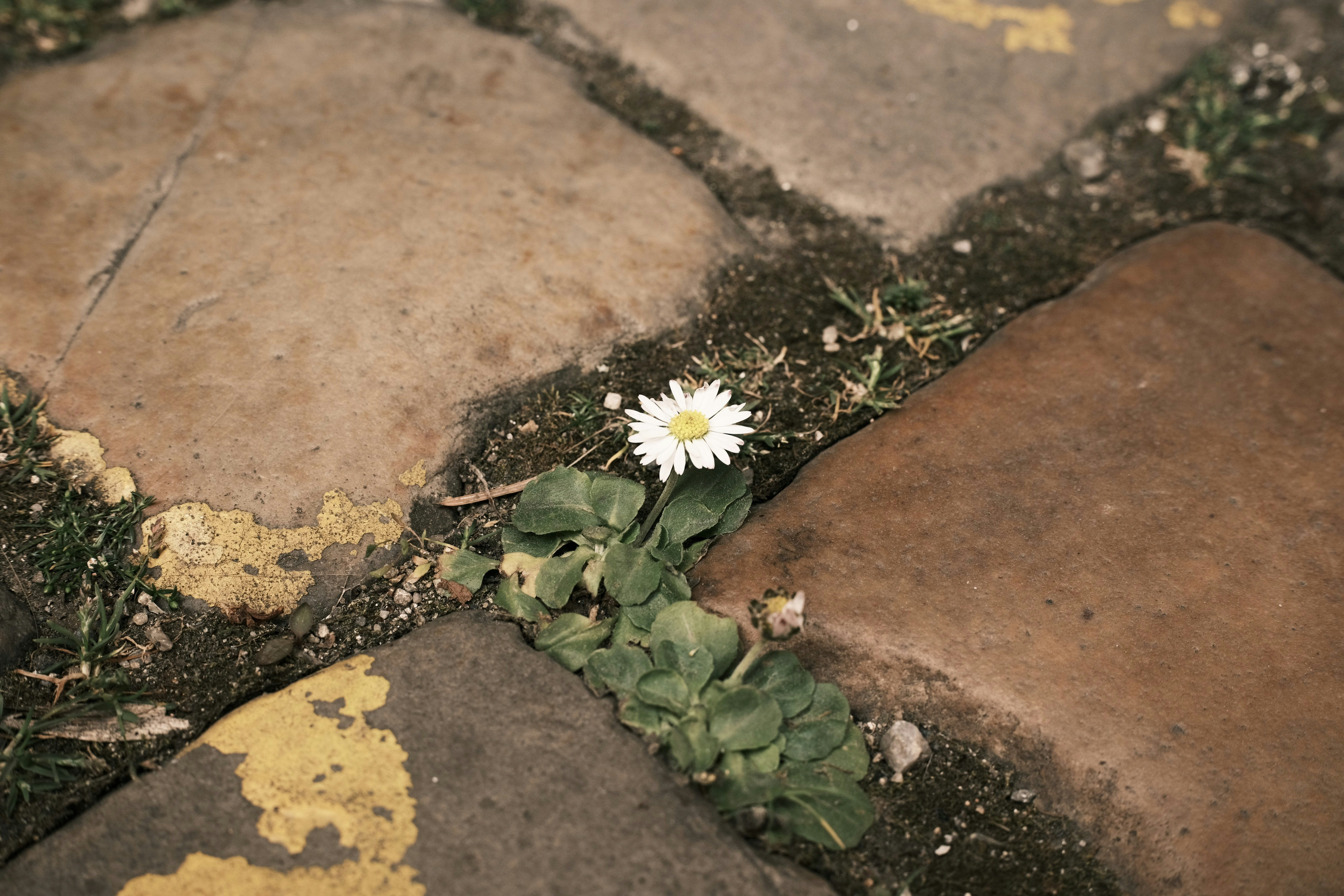 Una margarita blanca floreciendo entre adoquines de piedra tosta.