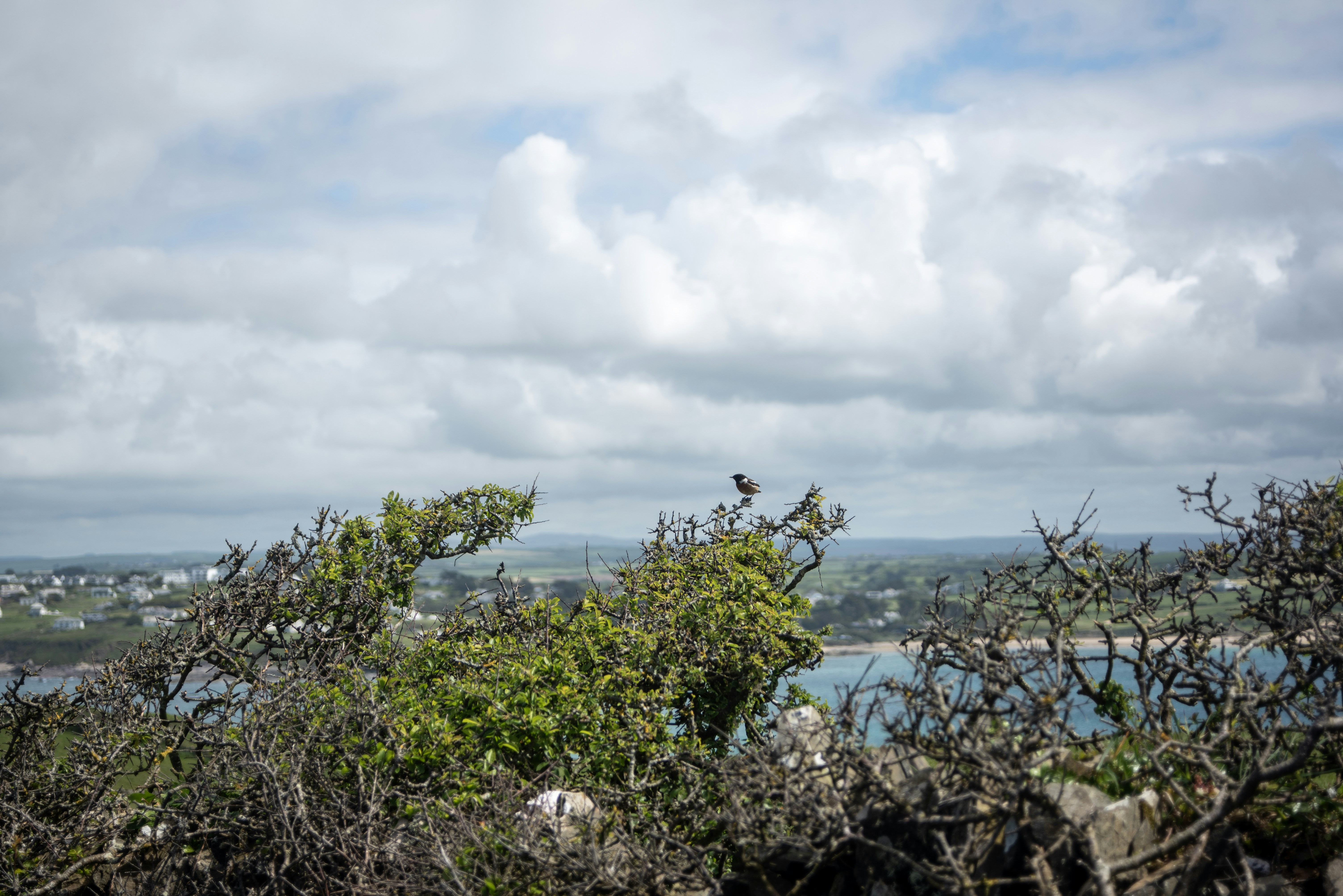 A black bird on a bush overlooking a coastal town.