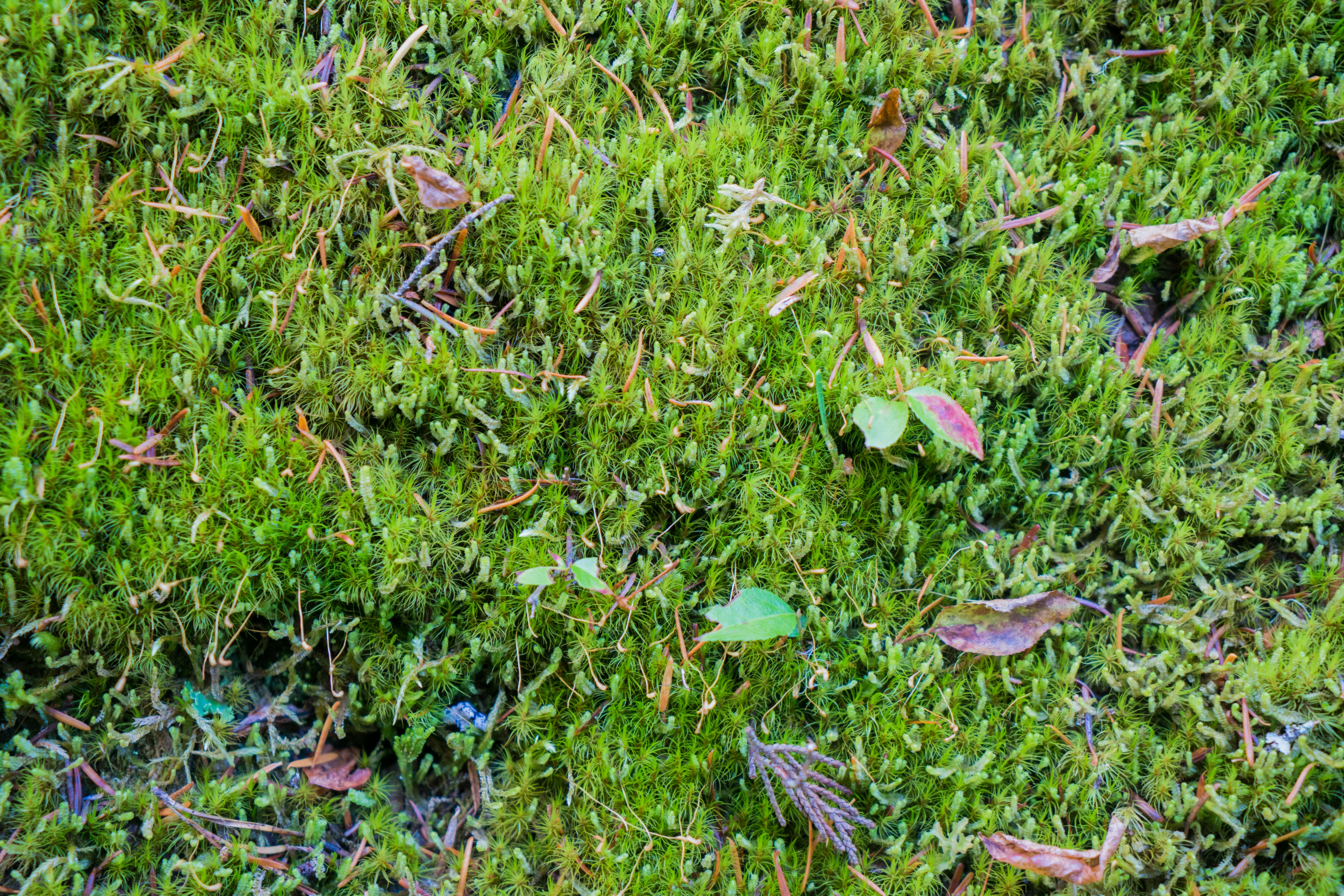 Lush green moss covers the ground with small leaves.