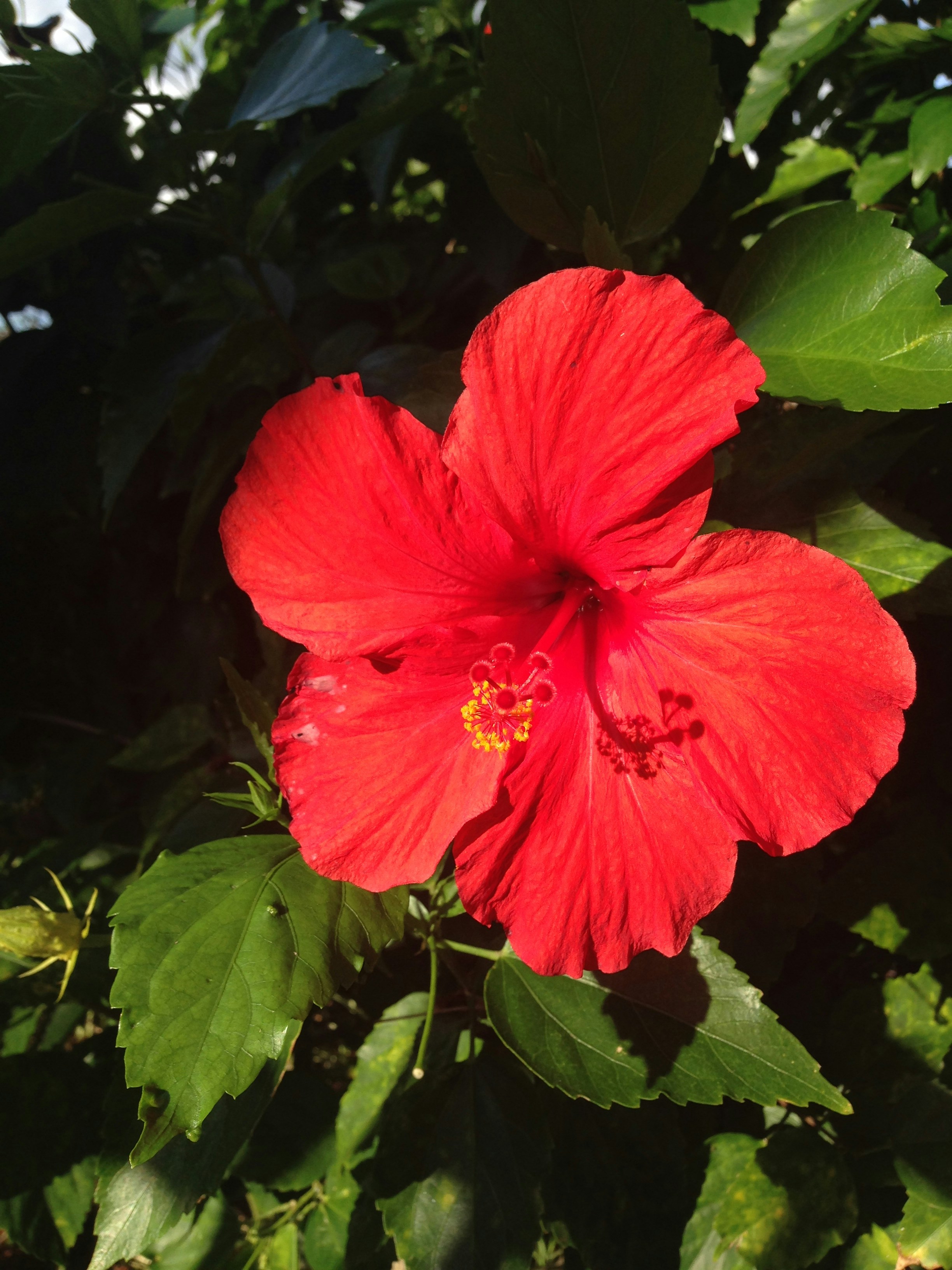 A vibrant red hibiscus flower blooming among green leaves.