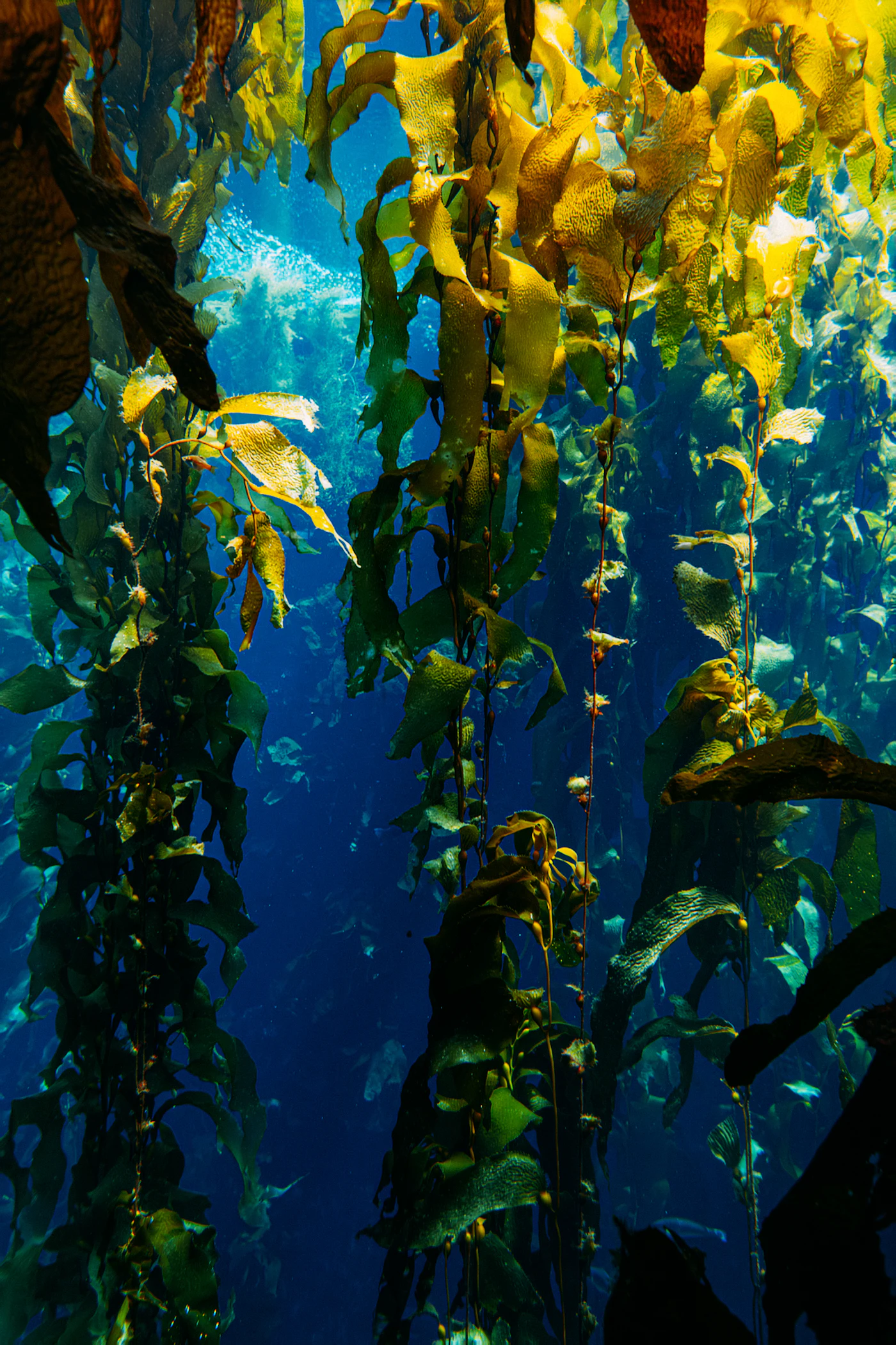 Regenerative seaweed: fast-growing, carbon-capturing, and farmed on the Atlantic coast.