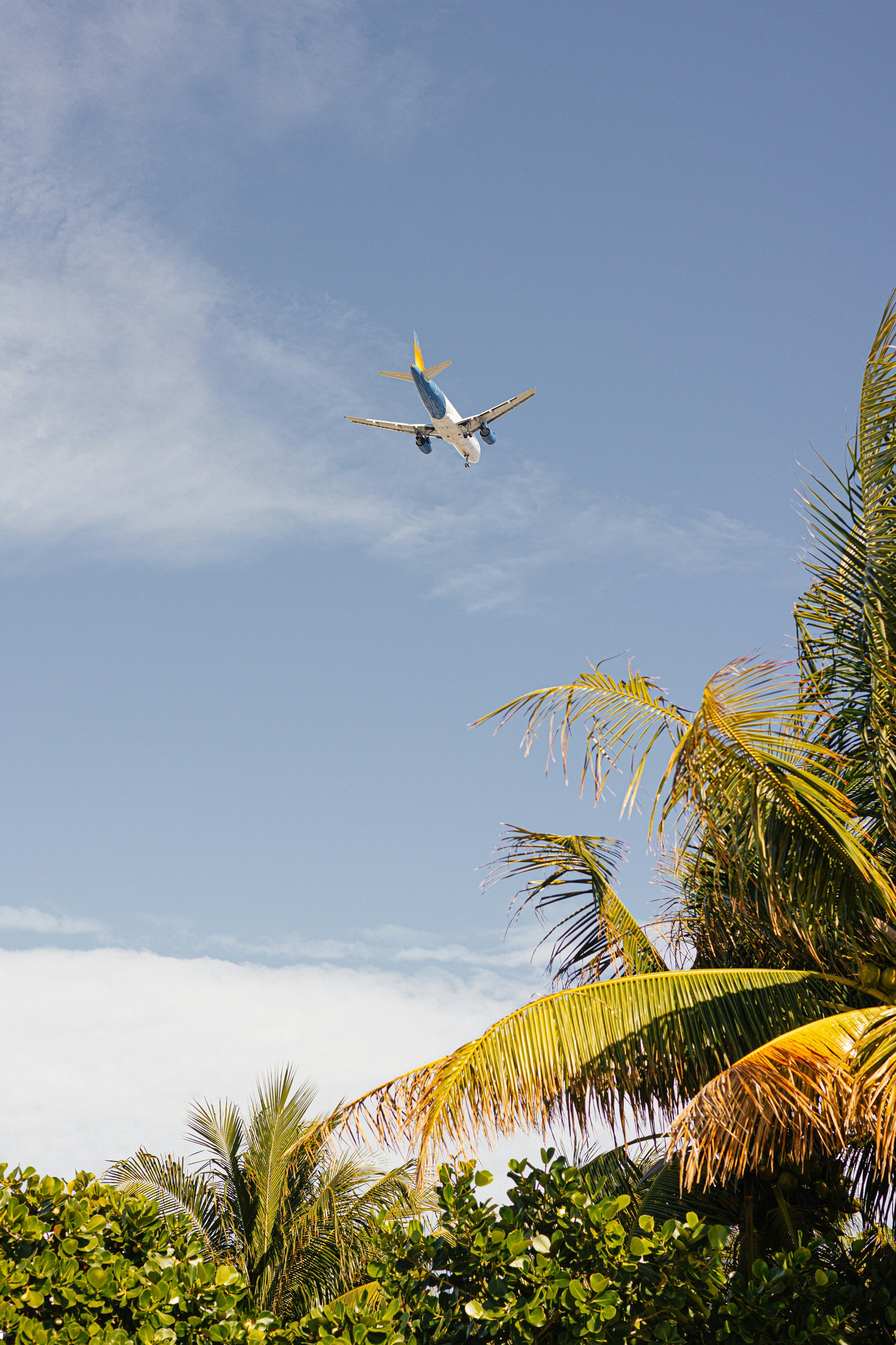 An airplane flies over palm trees against a blue sky.