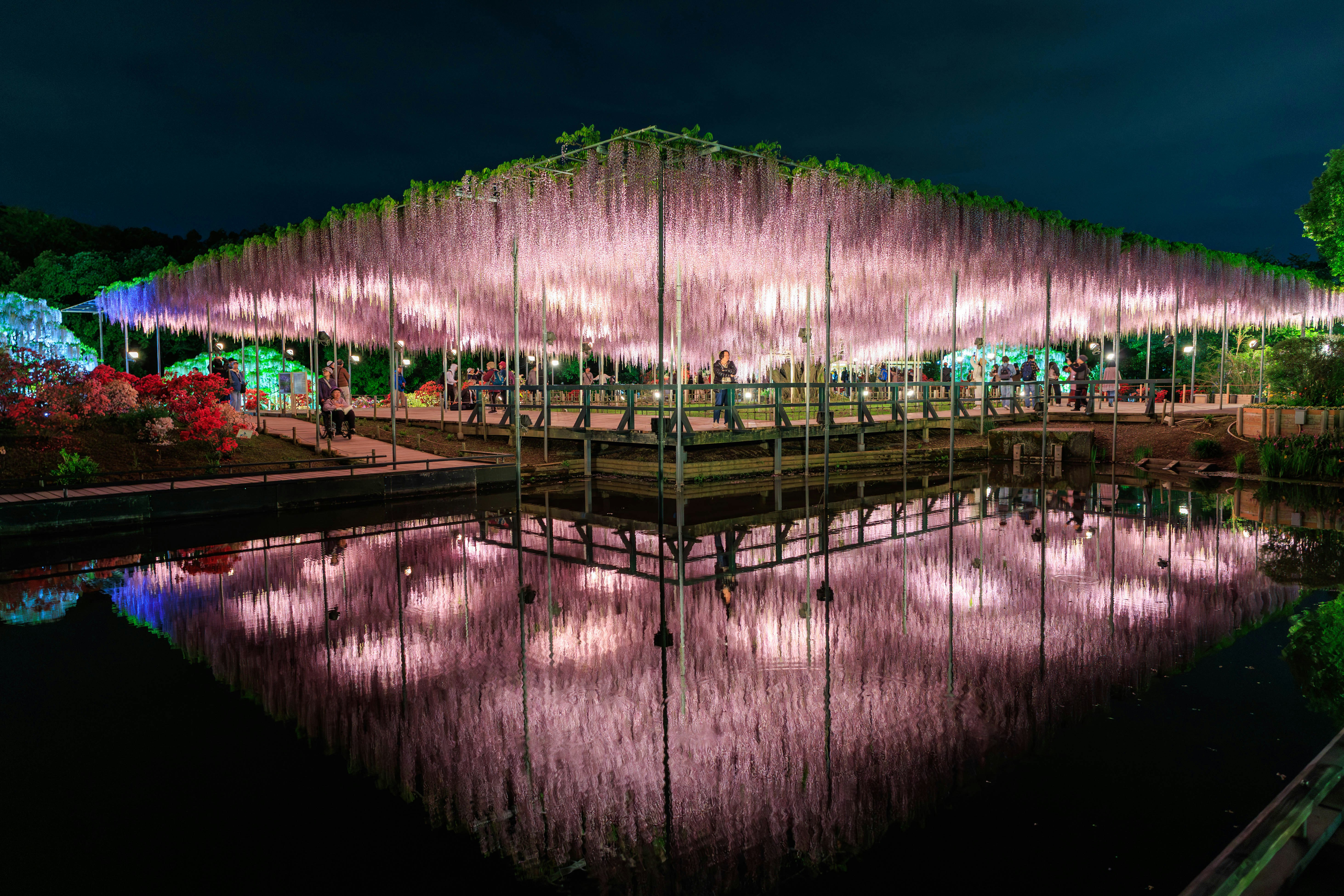 illuminated wisteria festival Japan