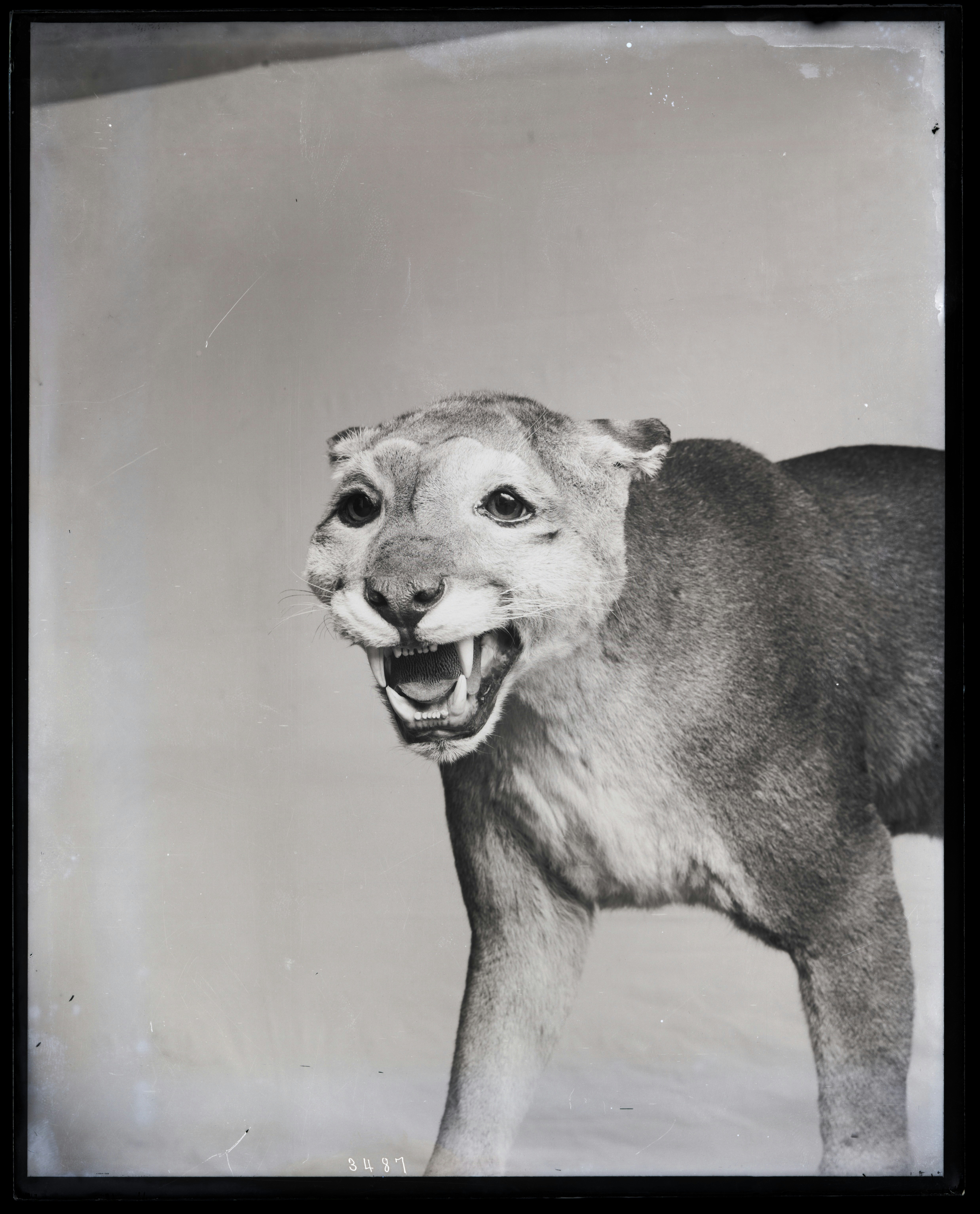 A snarling taxidermied cougar in black and white.