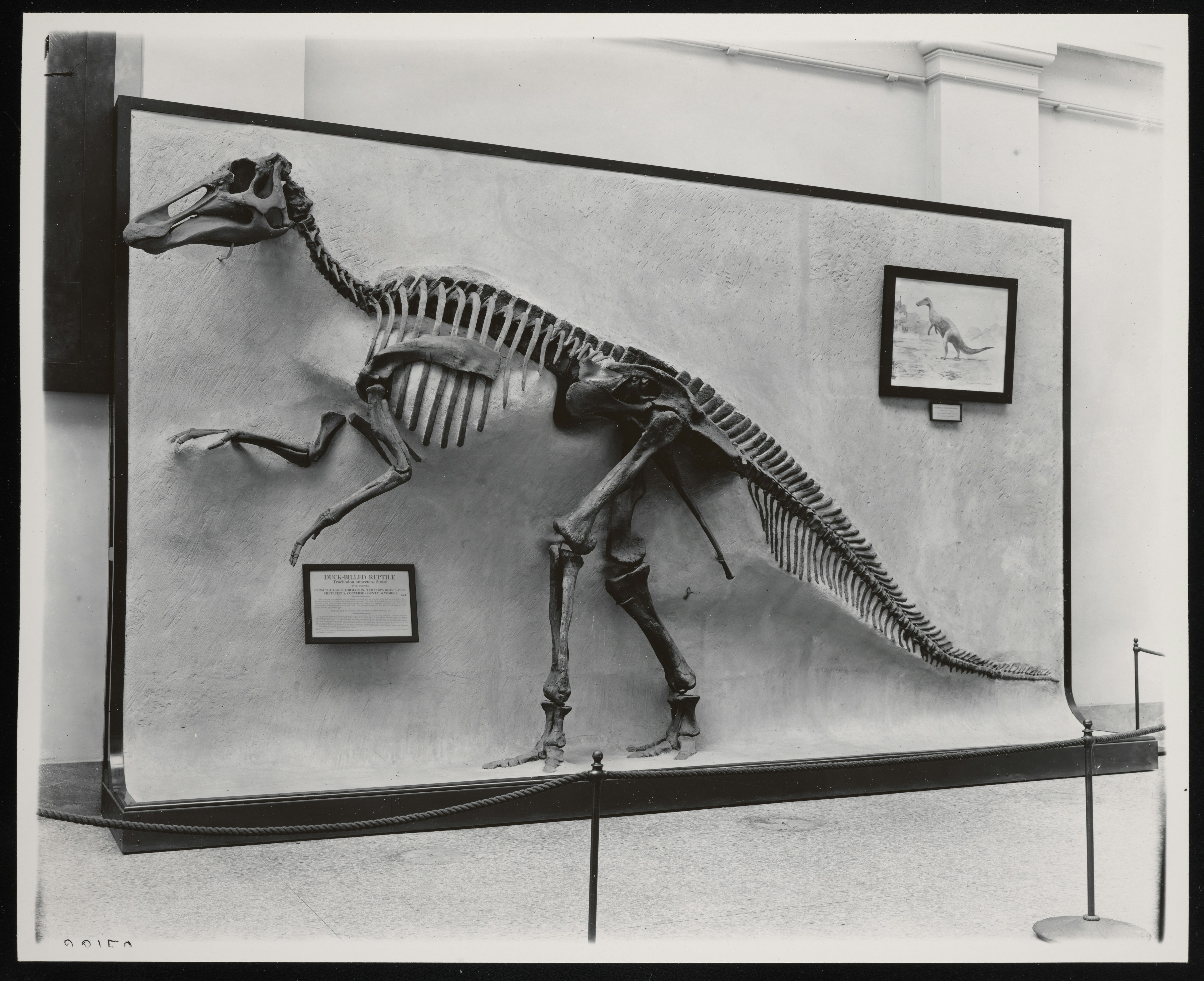 Kerangka dinosaurus dipamerkan di museum.