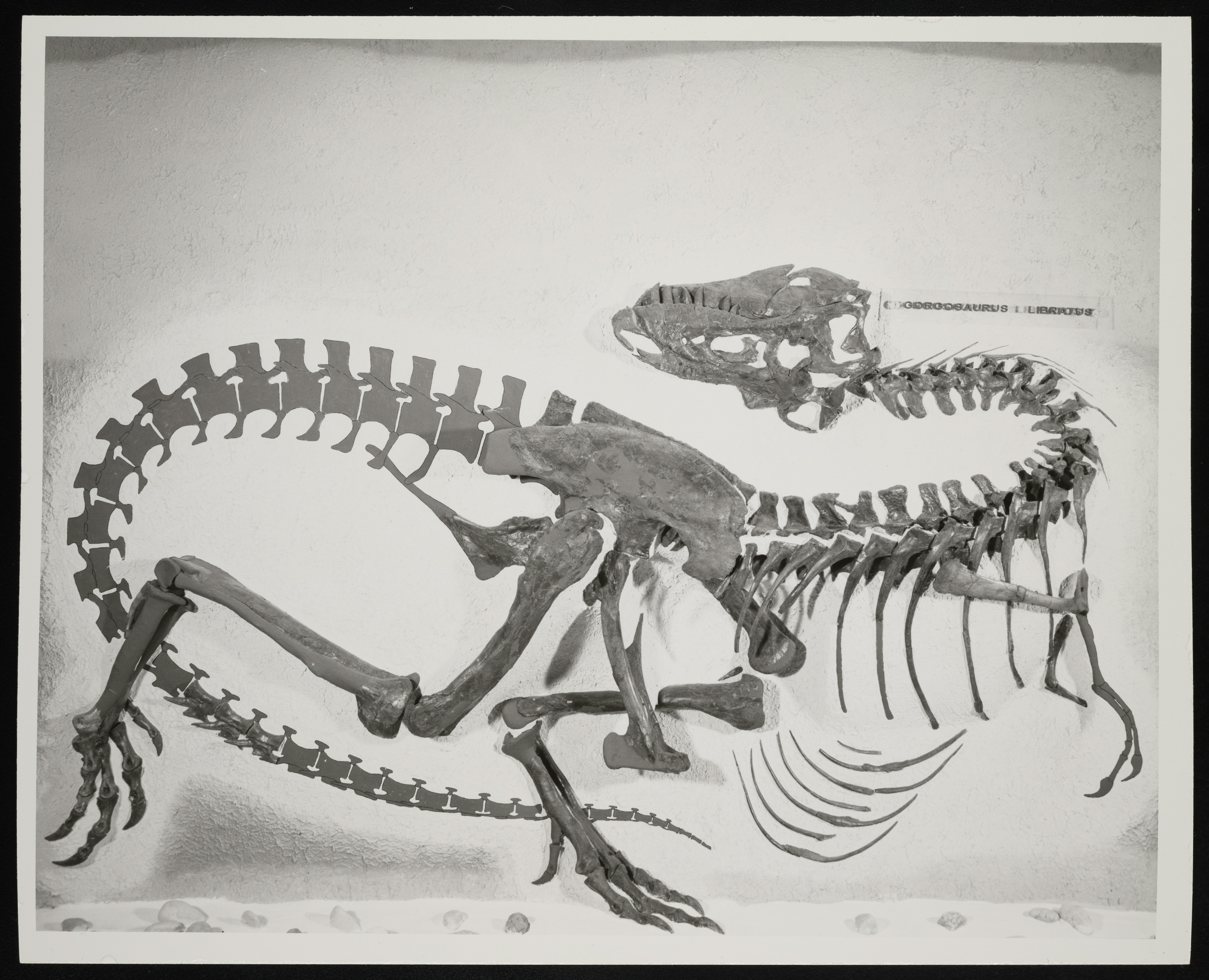 Fosil kerangka dinosaurus ditampilkan dengan latar belakang terang.