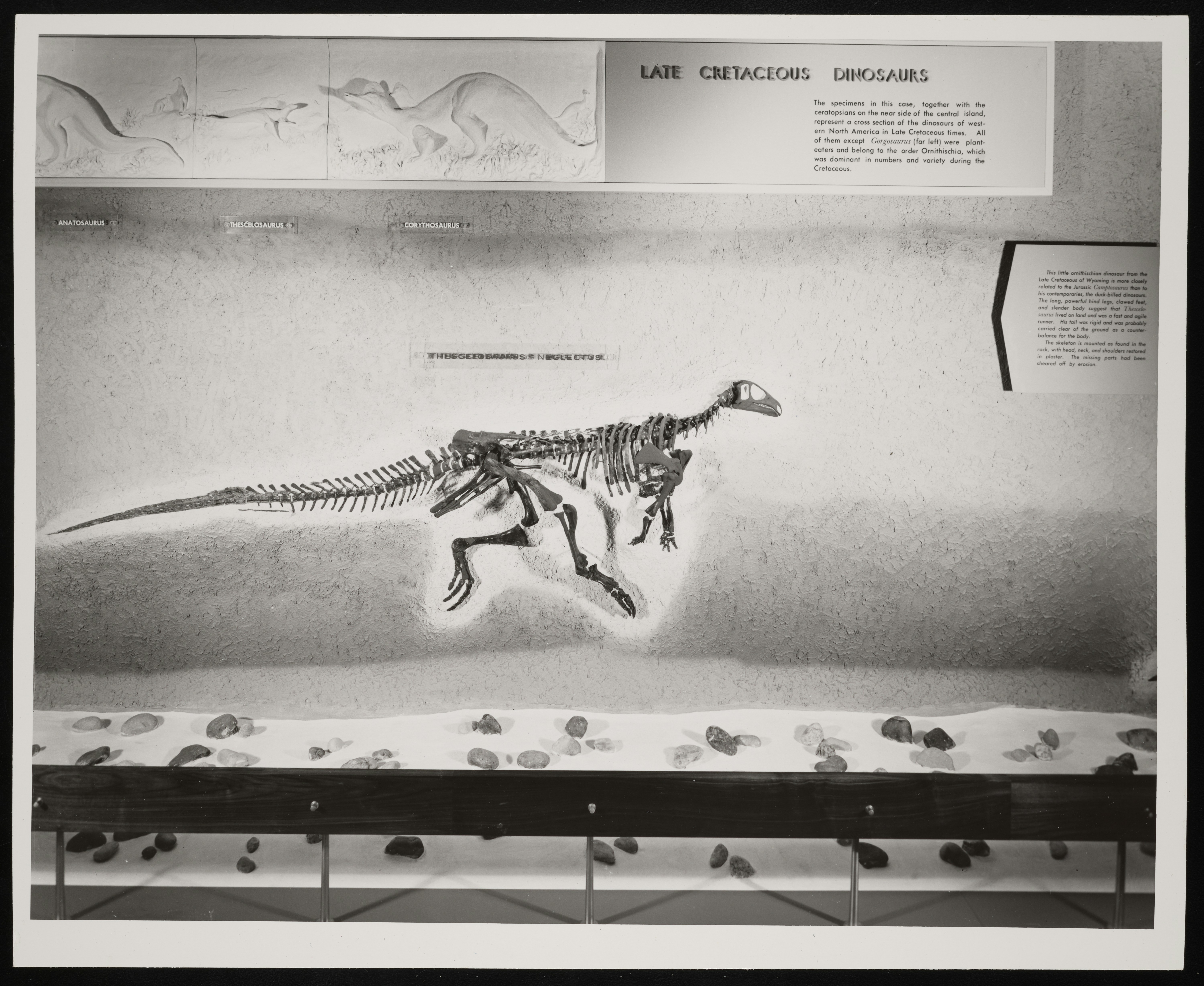 Kerangka dinosaurus besar ditampilkan di pameran museum.