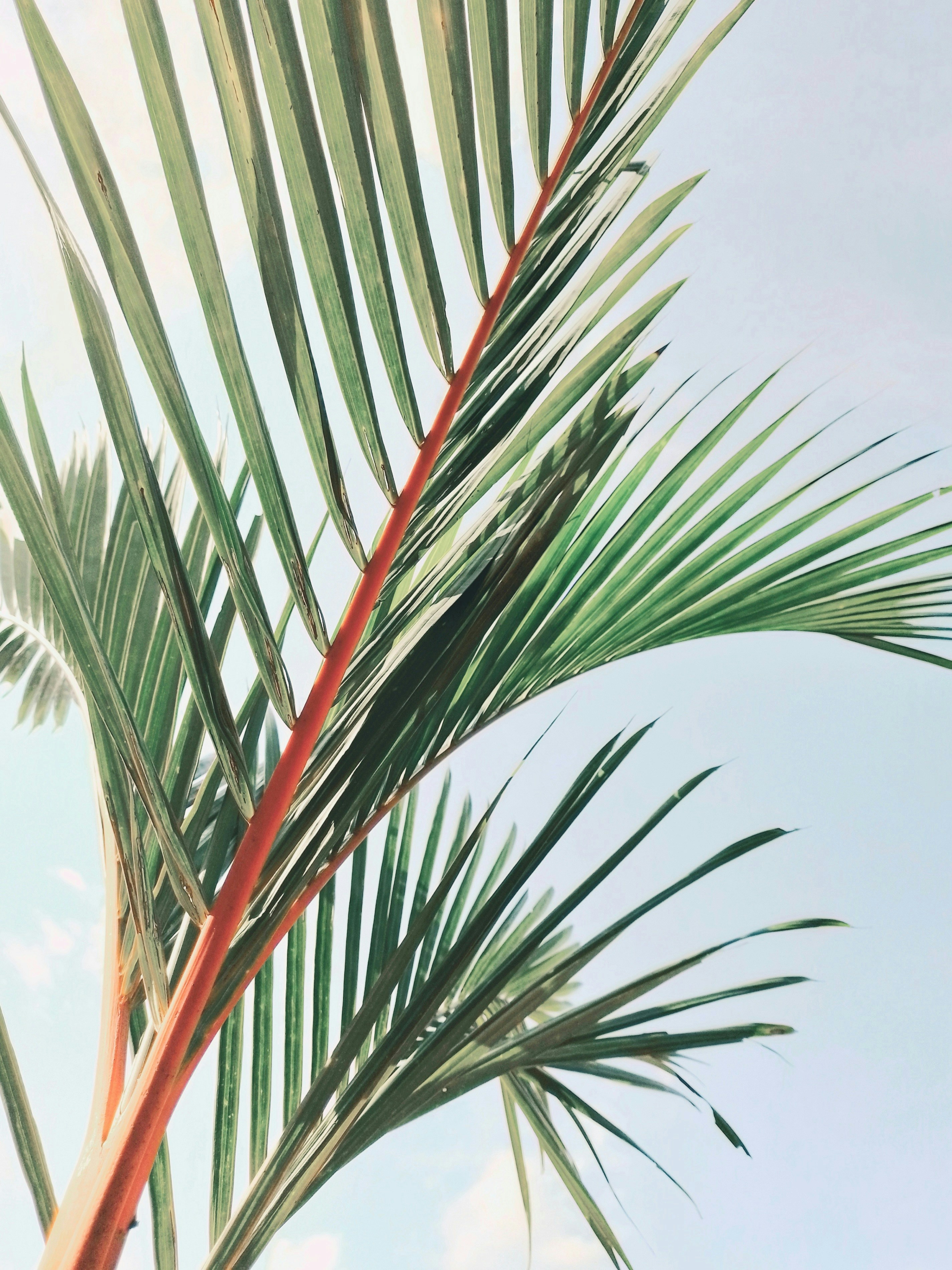 Green palm leaves with reddish stems against a blue sky