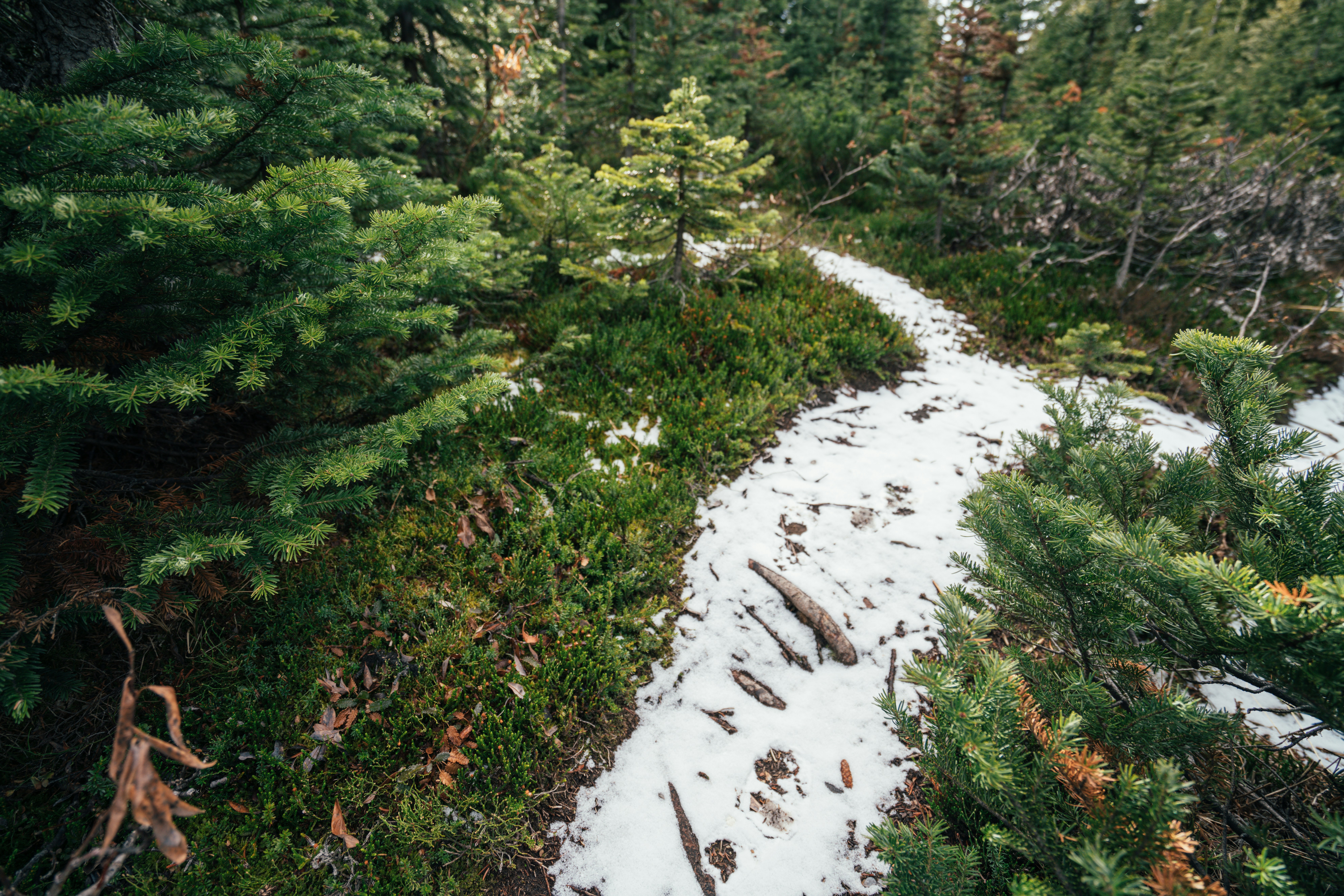 Um caminho nevado serpenteando por uma floresta verde densa.
