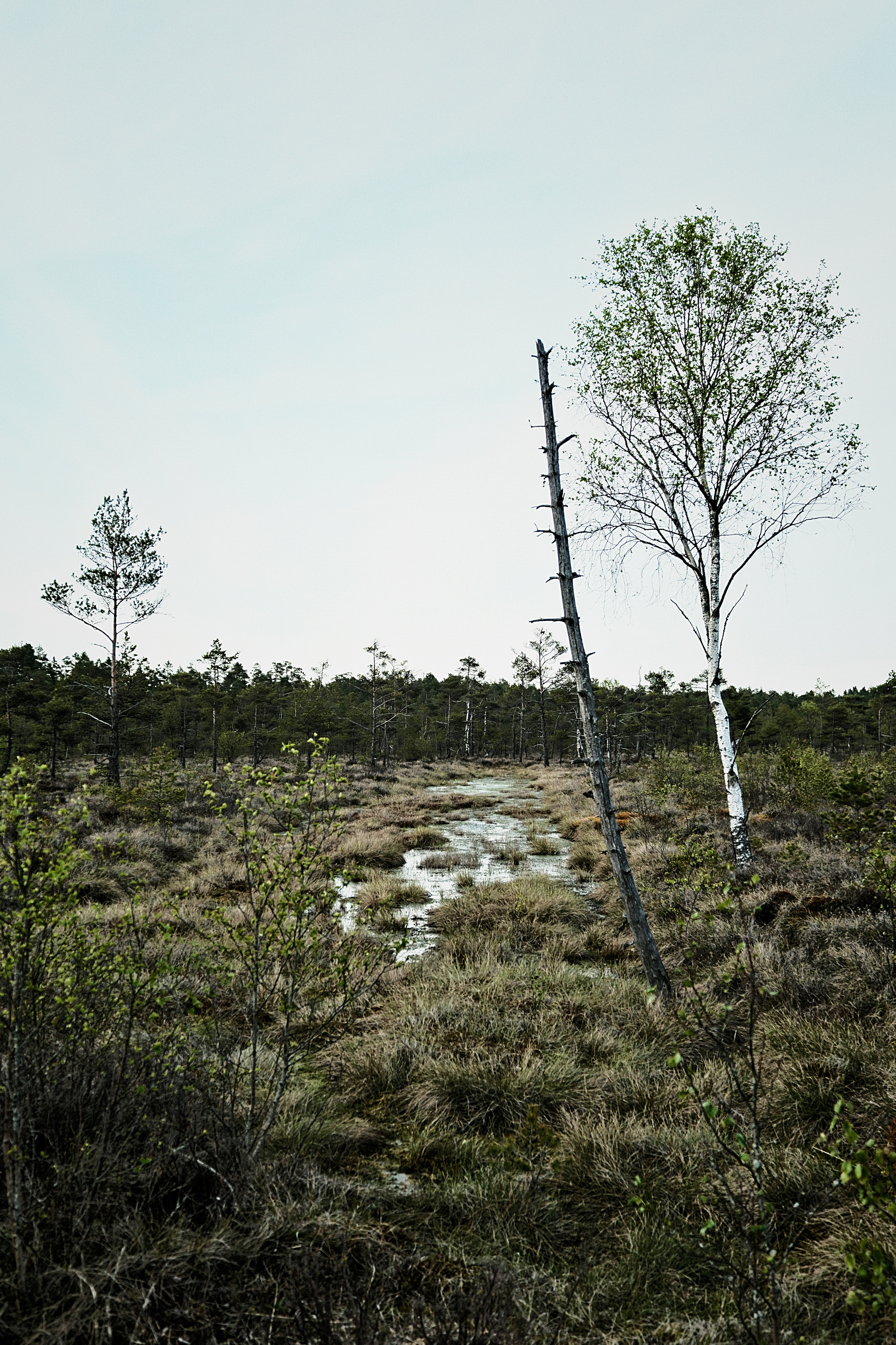 Sparse trees in a marshy landscape under an overcast sky.