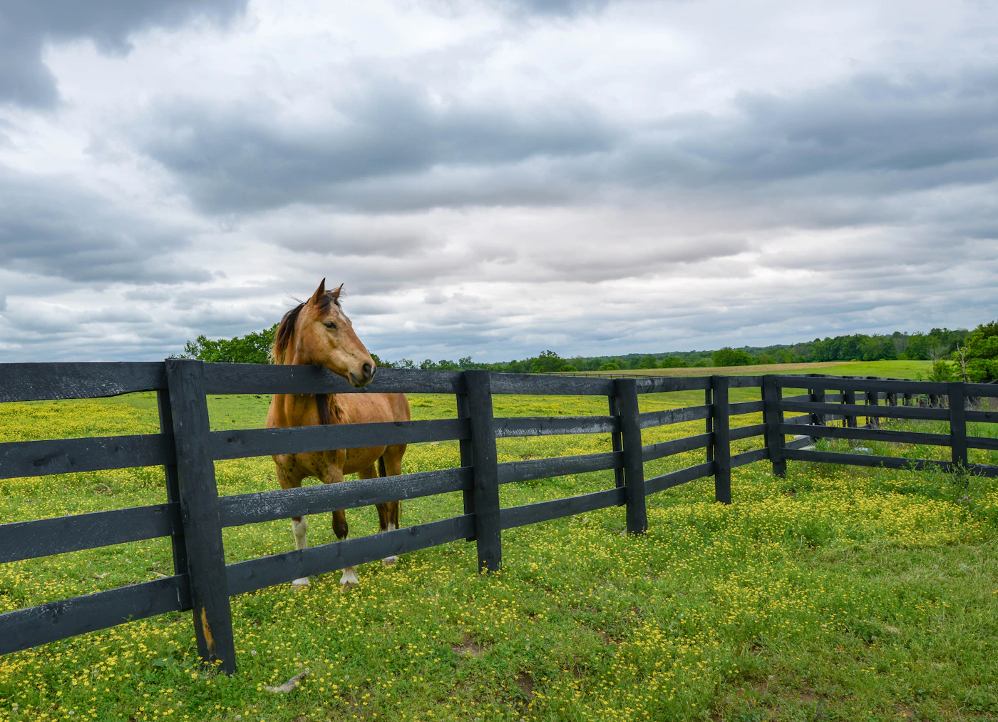 Kentucky home and land