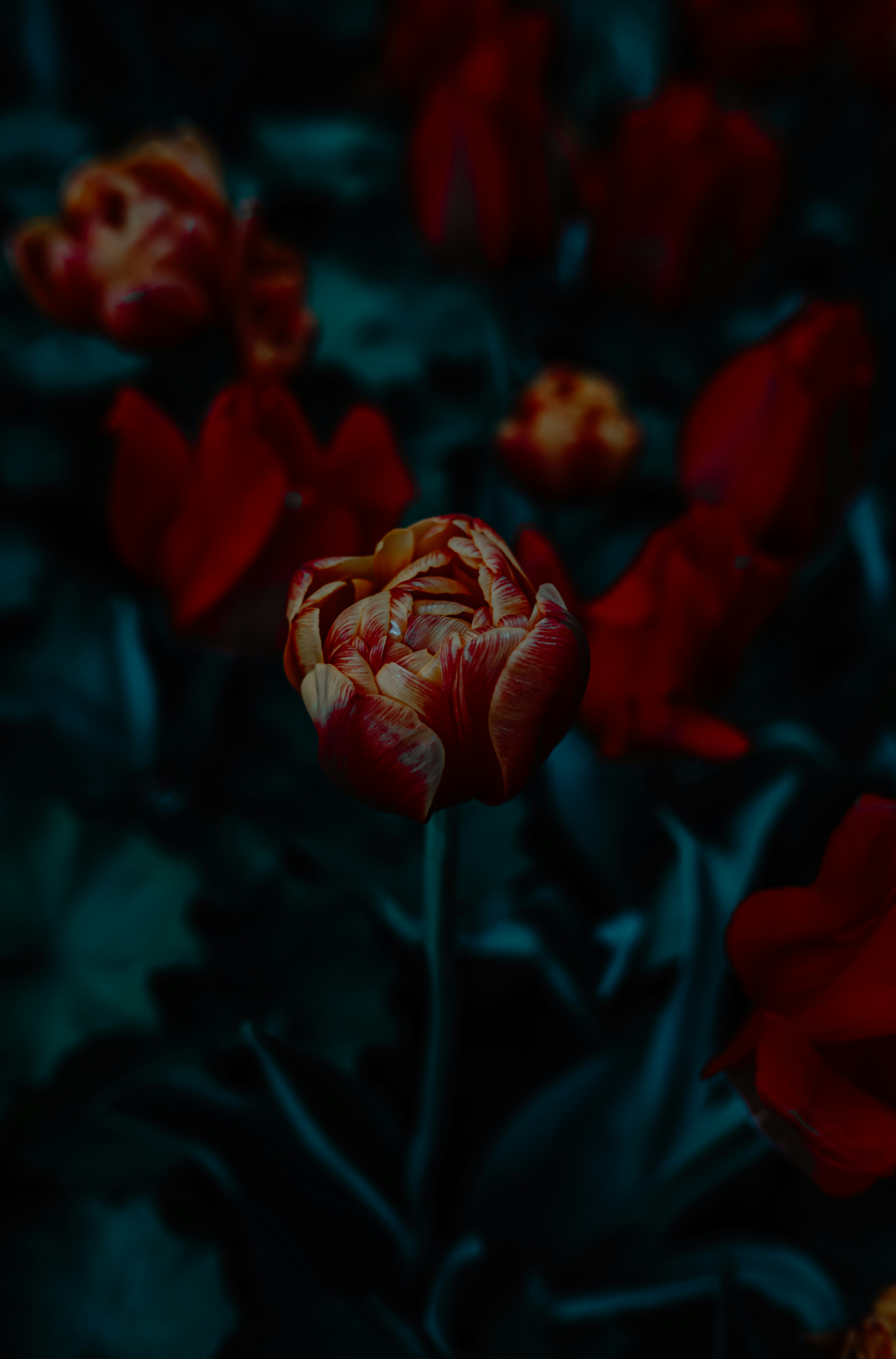 Photo by asbey