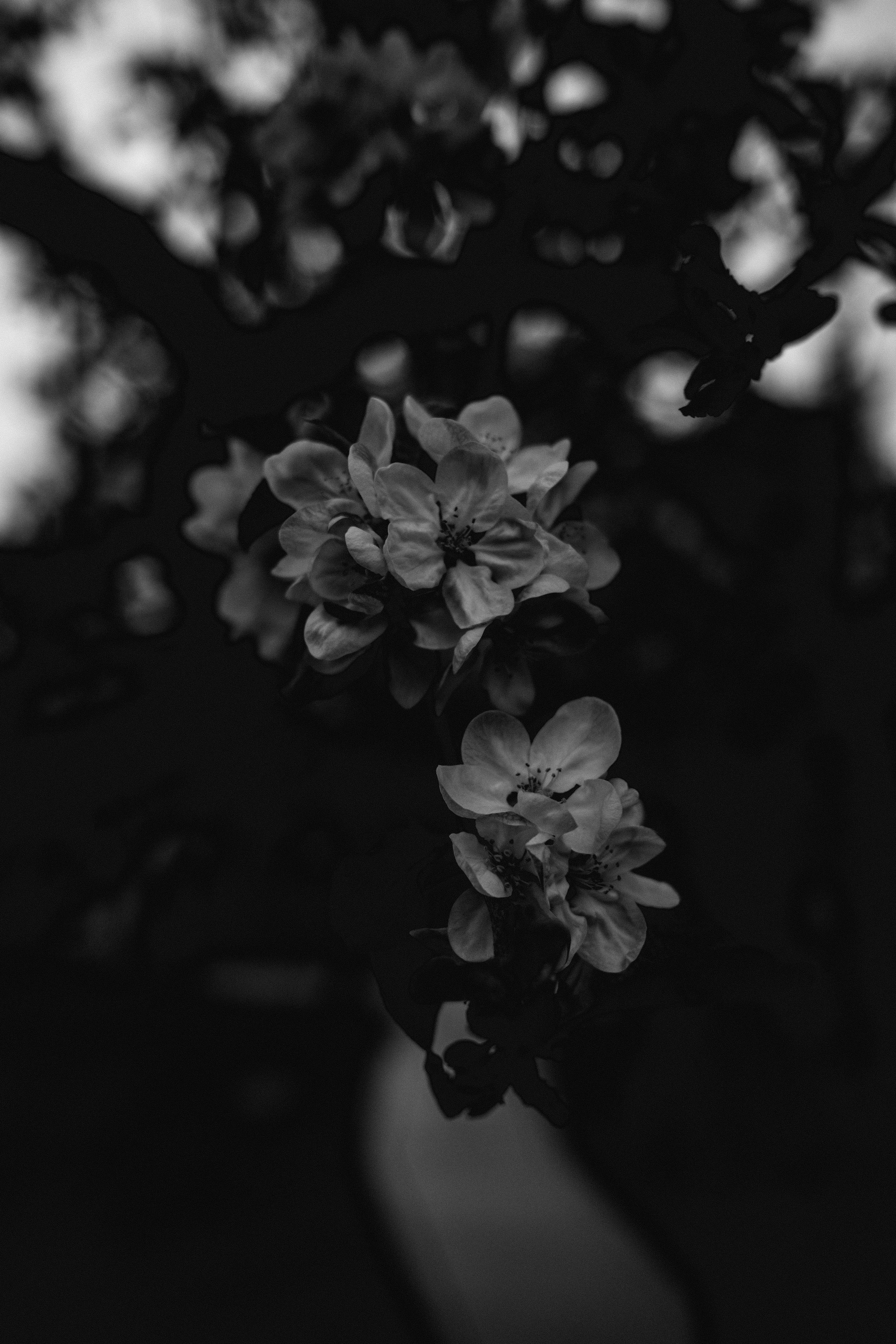 Photo by asbey