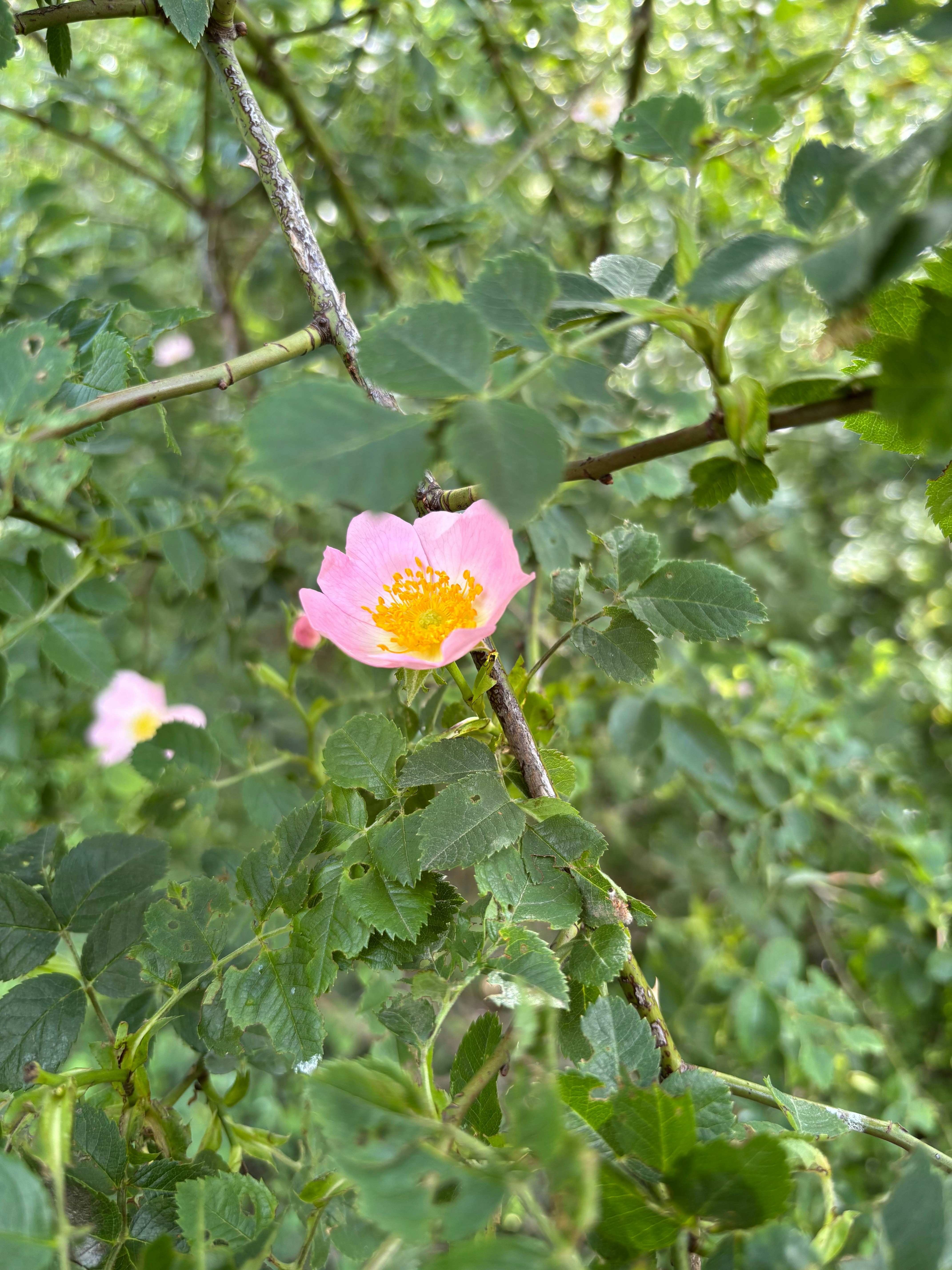 Photo by brkakkrt
